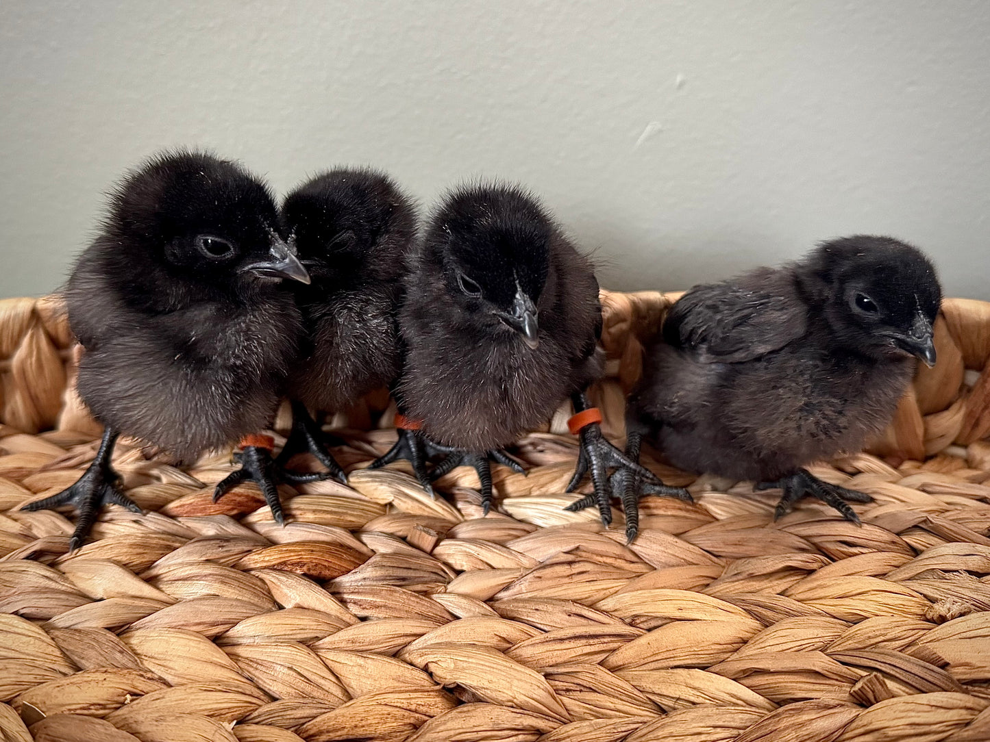 Ayam Cemani Chick