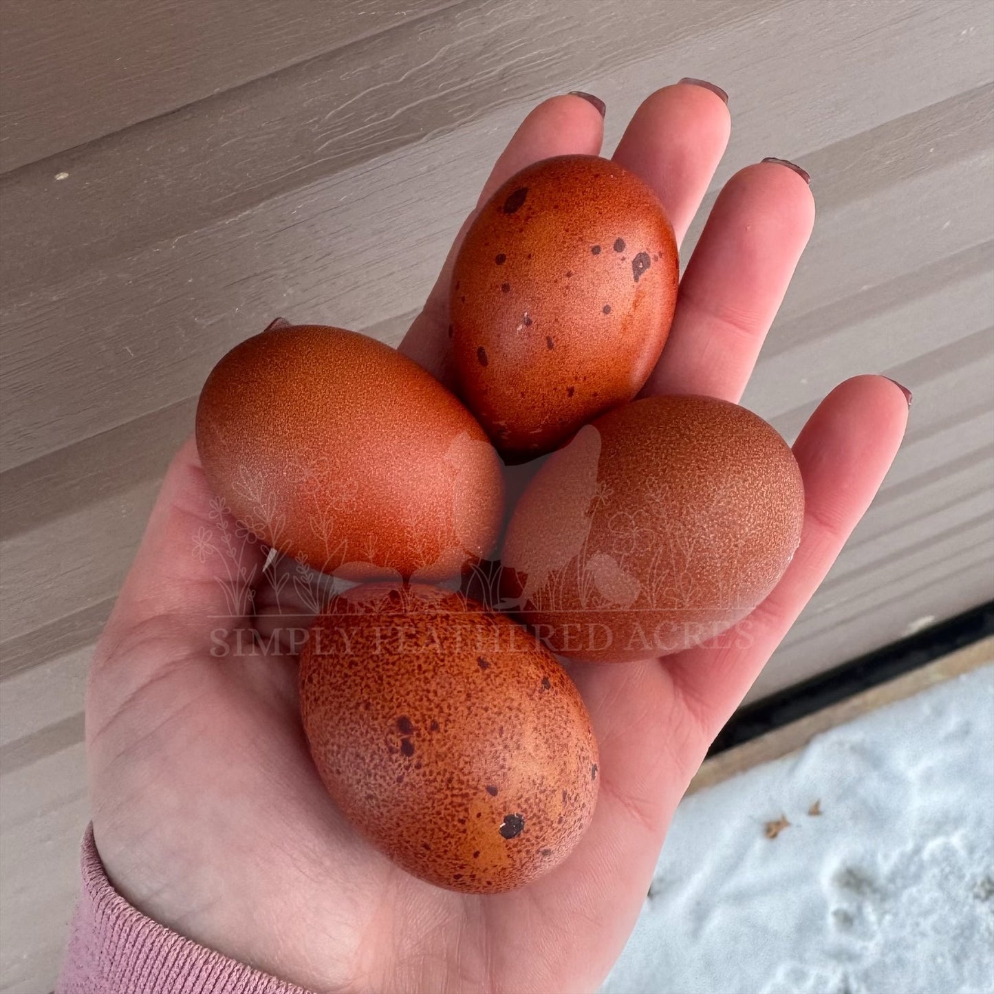 Marans Hatching Eggs