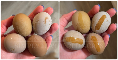 Olive Hatching Eggs