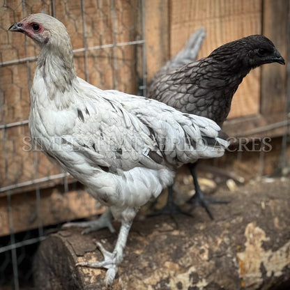 Fibro Egger Hatching Eggs