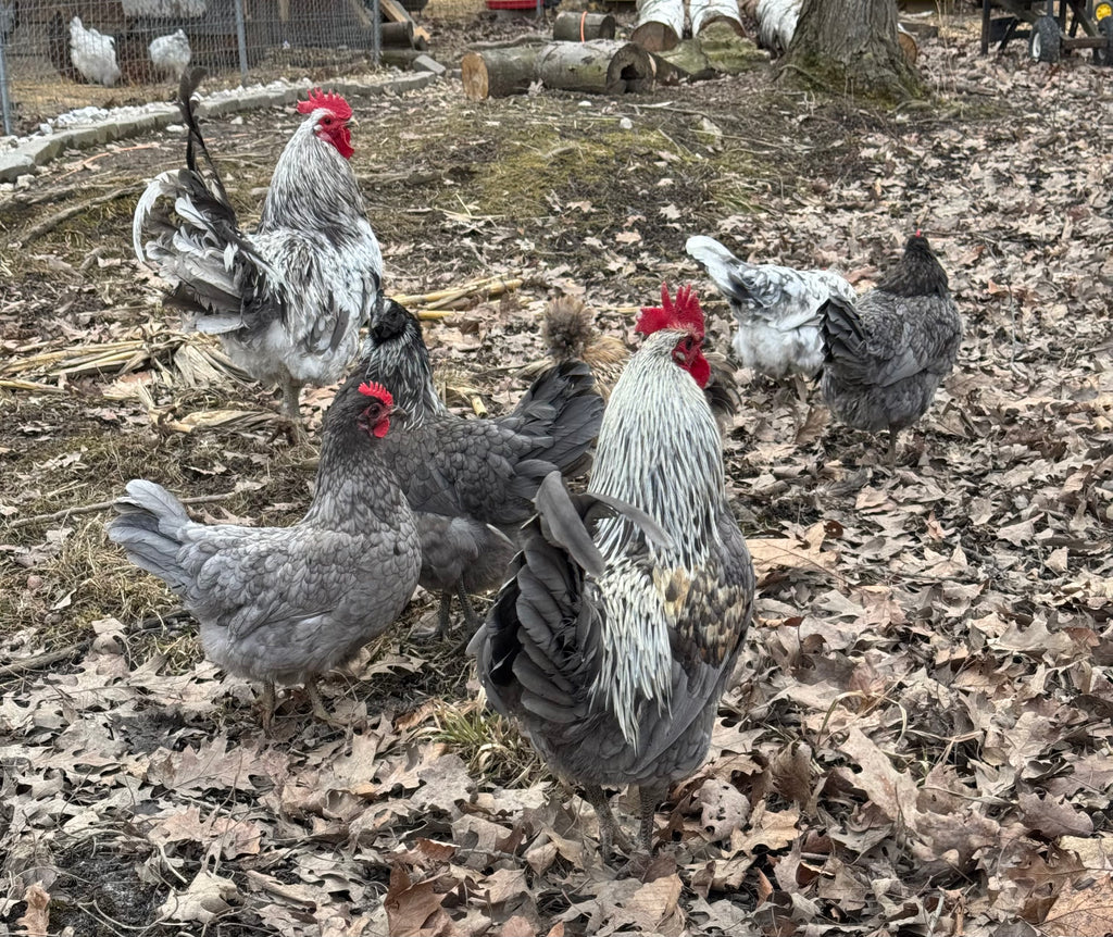Silverudd’s Blue Hatching Eggs