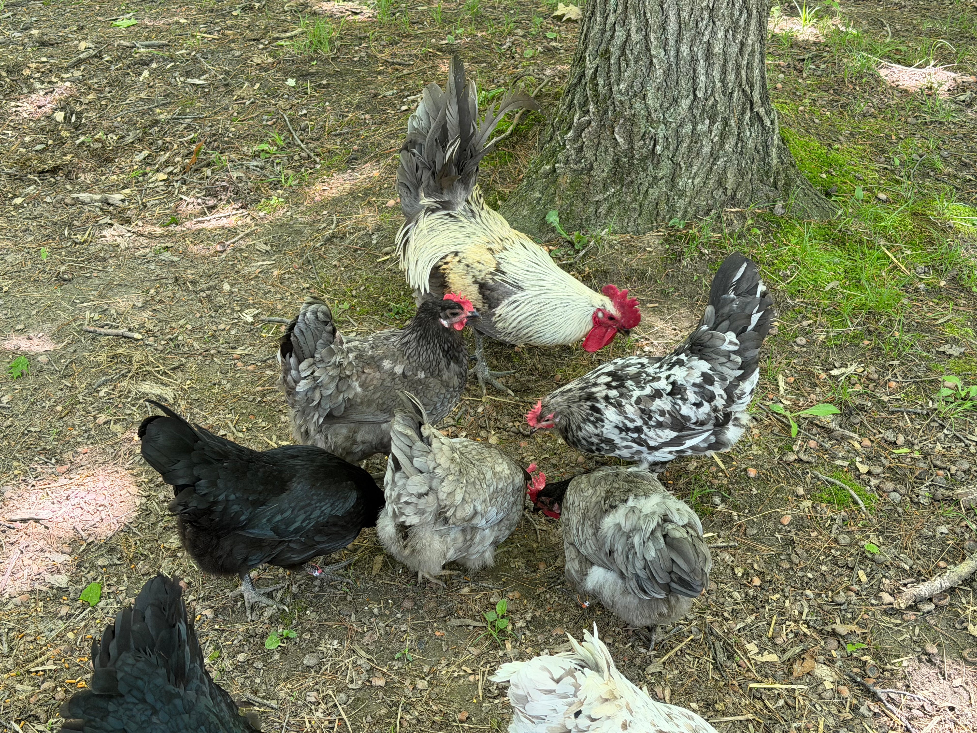 Silverudd’s Blue Hatching Eggs