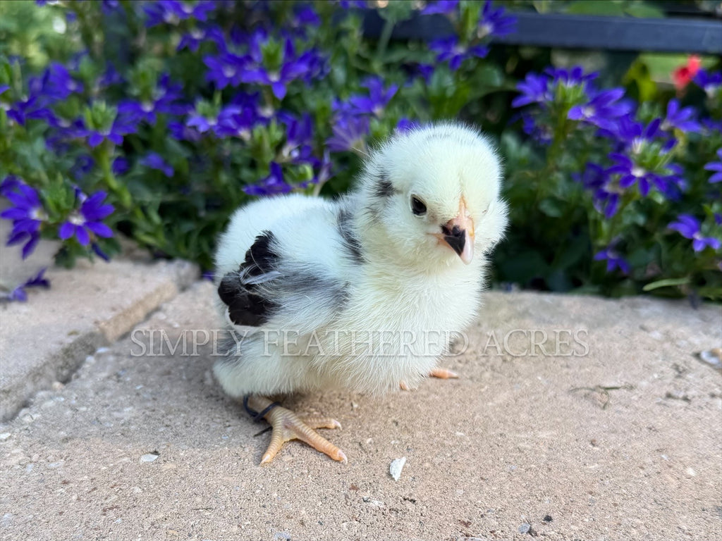 Ermine/Dominant White Ameraucana Chicks