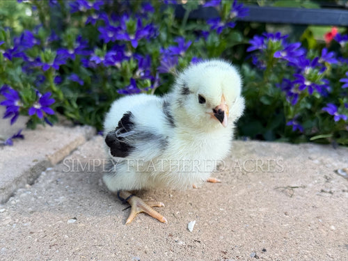 Ermine/Dominant White Ameraucana Chicks