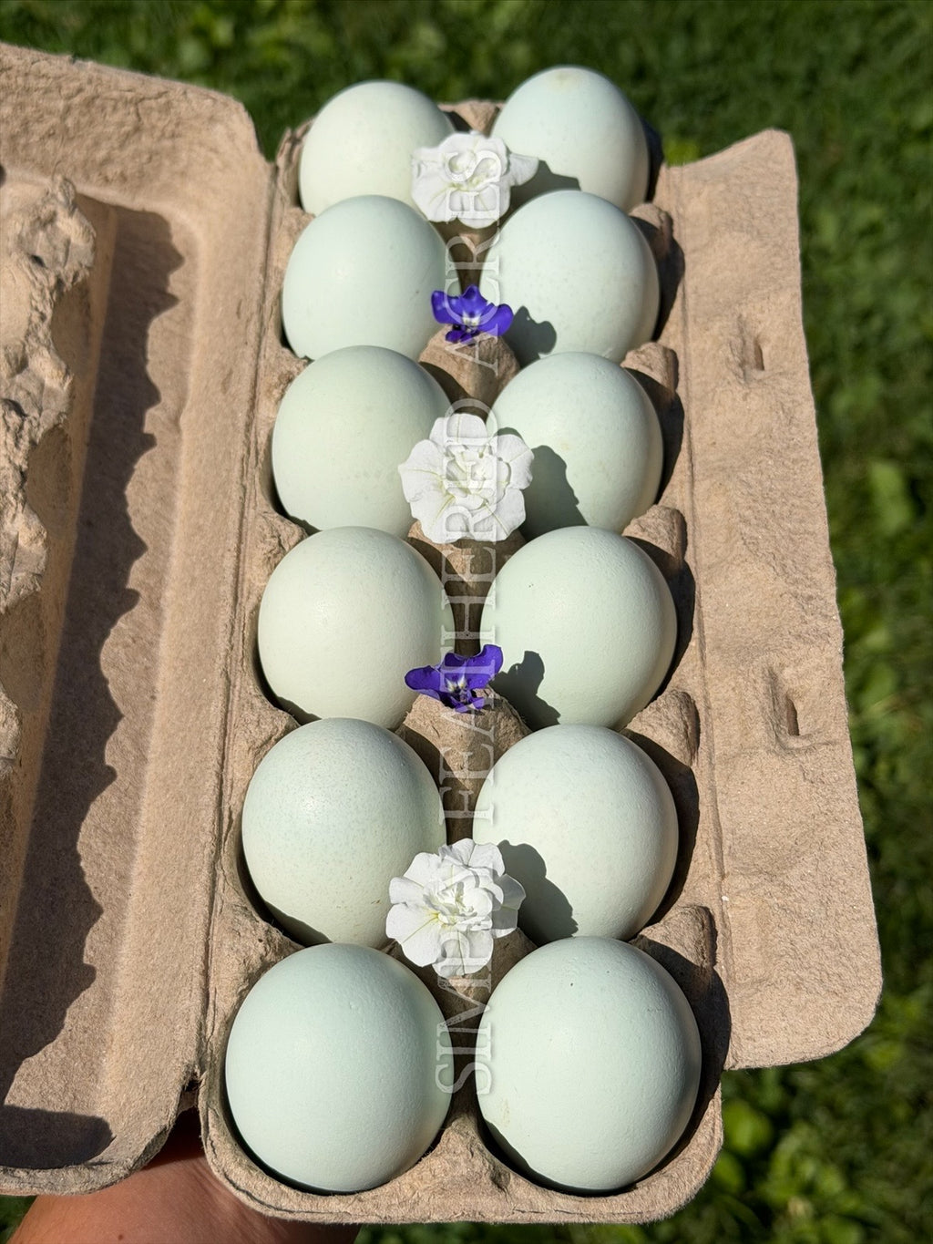 Ermine Ameraucana Hatching Eggs