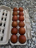 BBS Marans Hatching Eggs