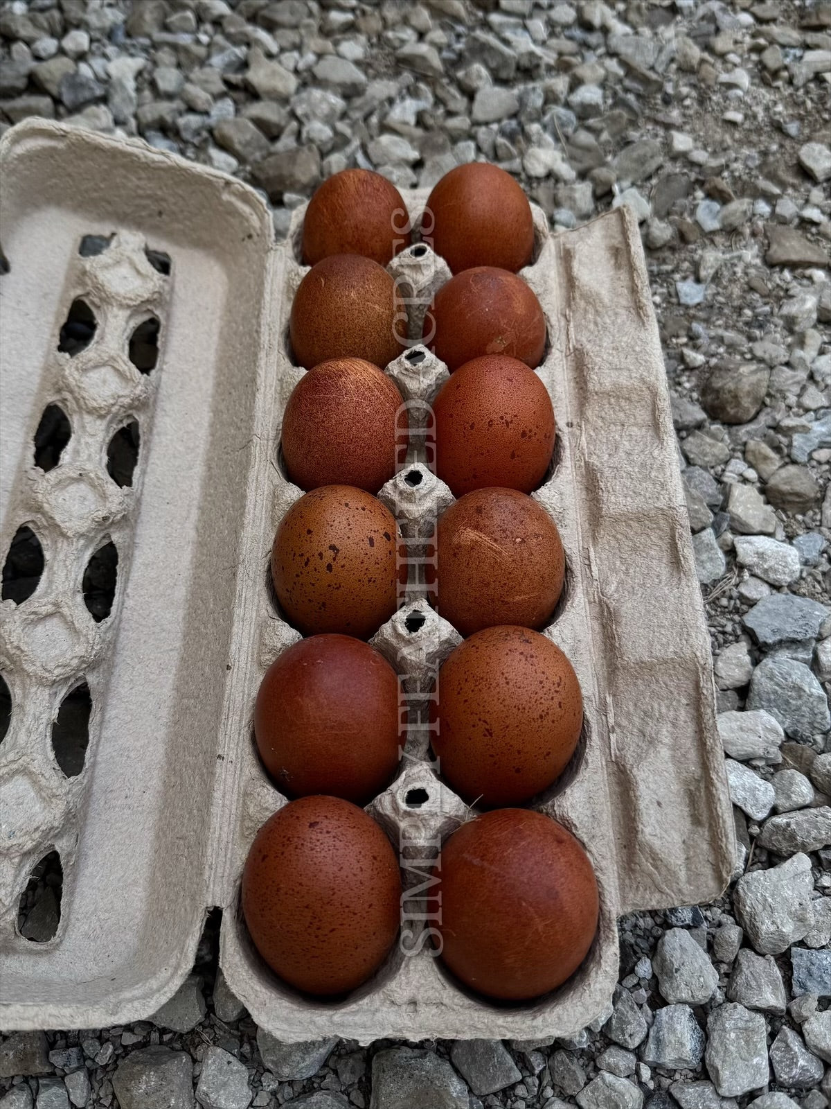 BBS Marans Hatching Eggs