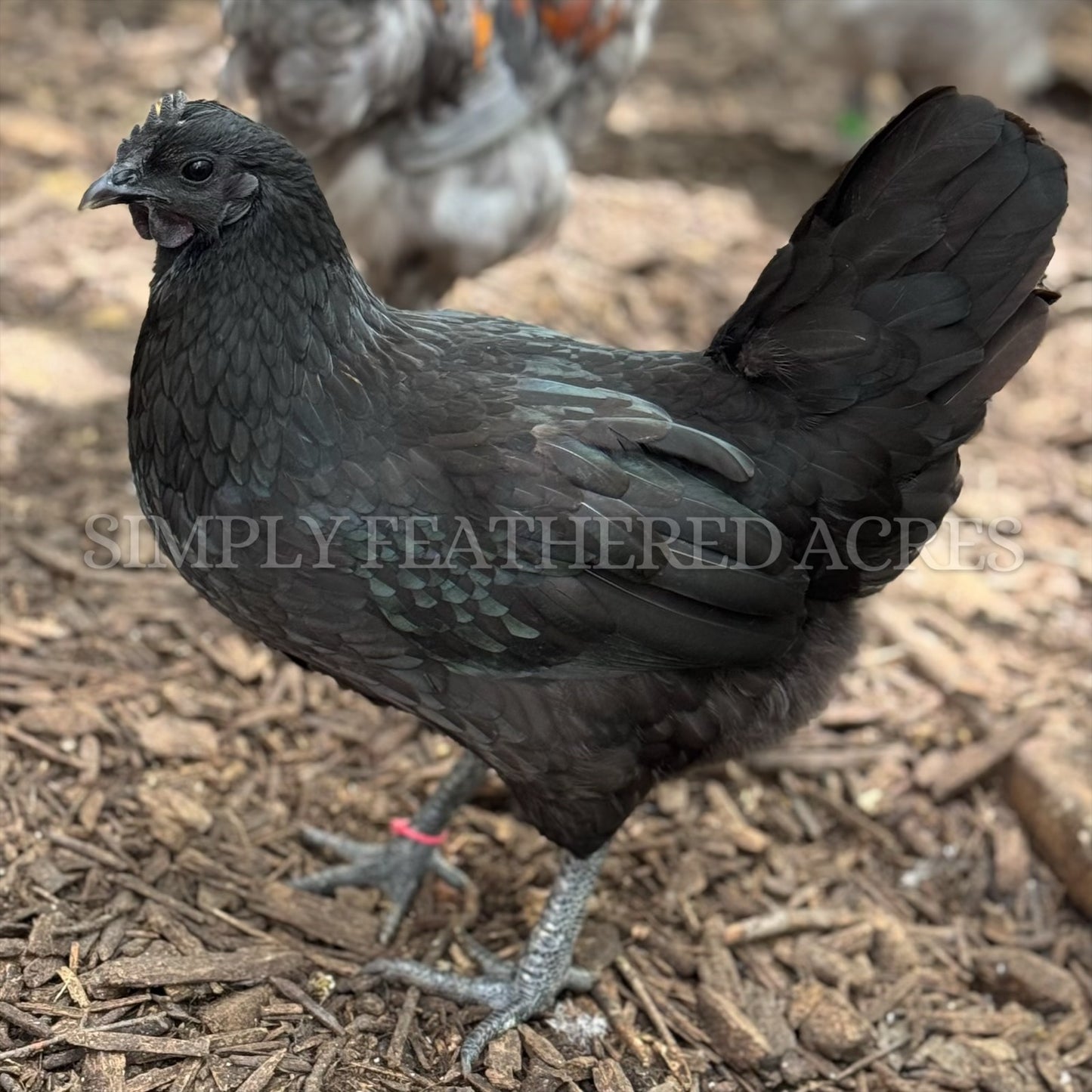 Fibro Egger Hatching Eggs