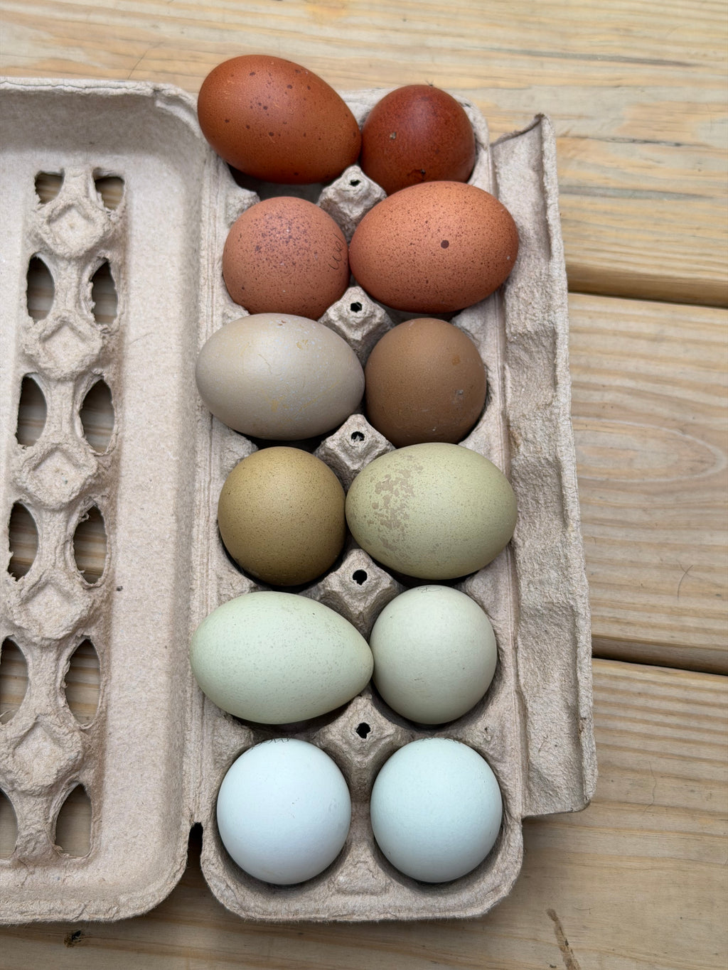 Rainbow Hatching Eggs