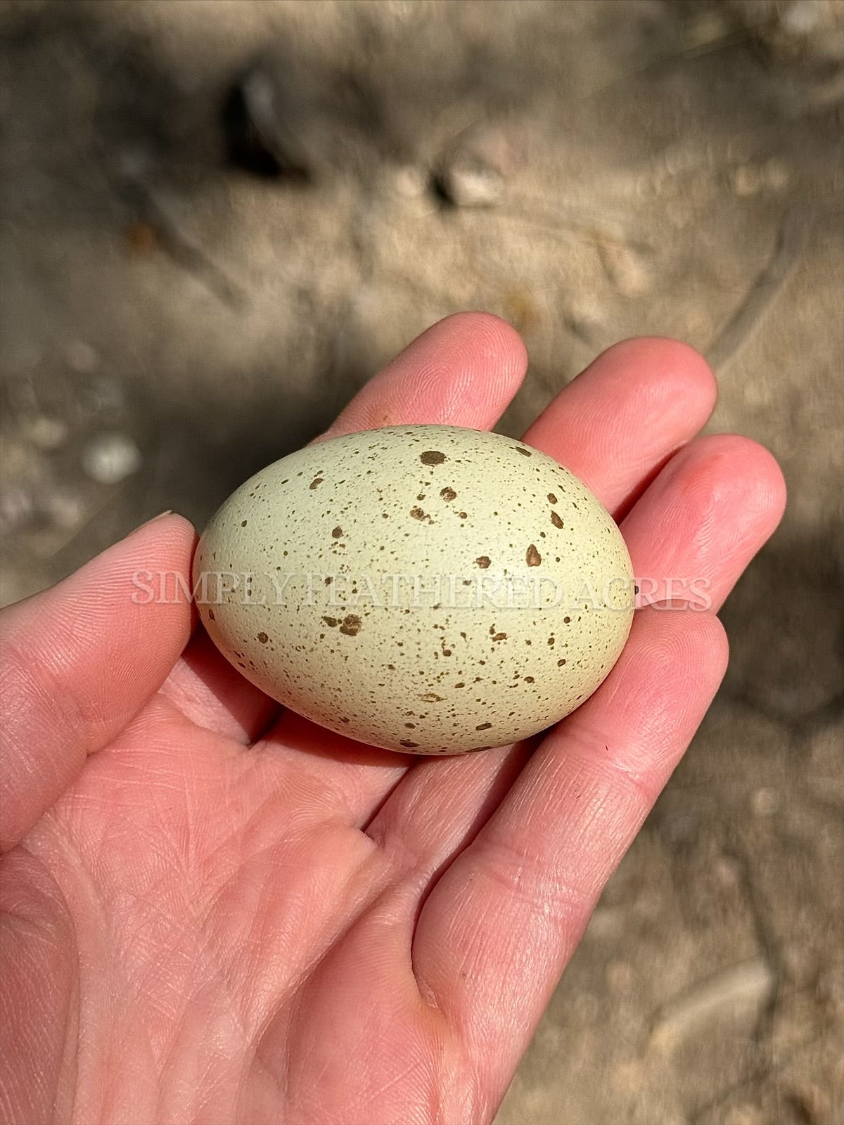 Silverudd’s Blue Hatching Eggs