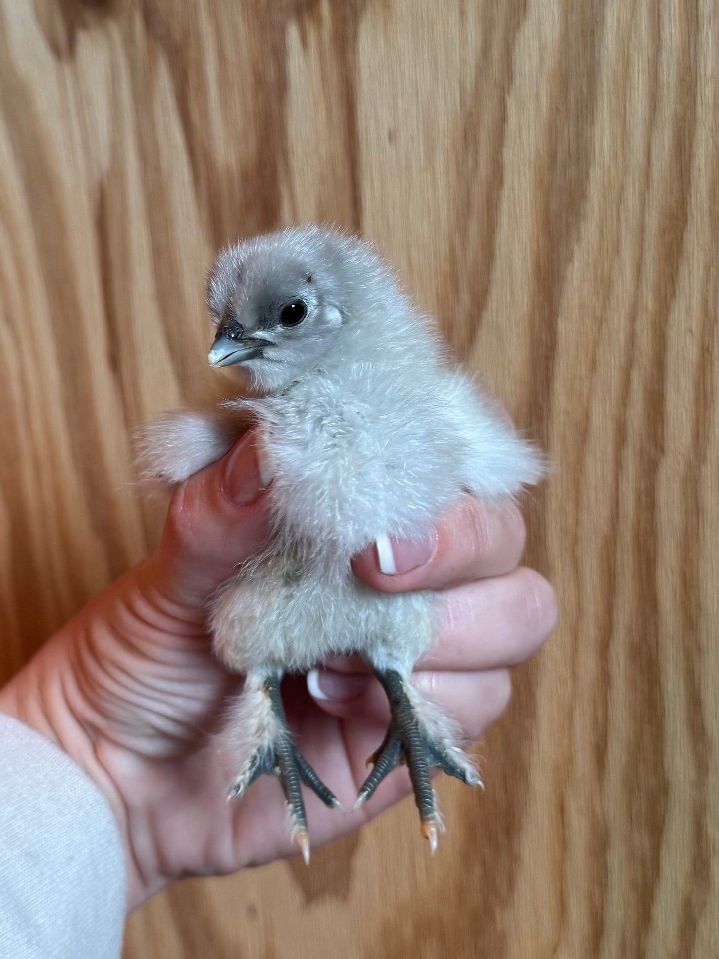Fibro Egger Hatching Eggs