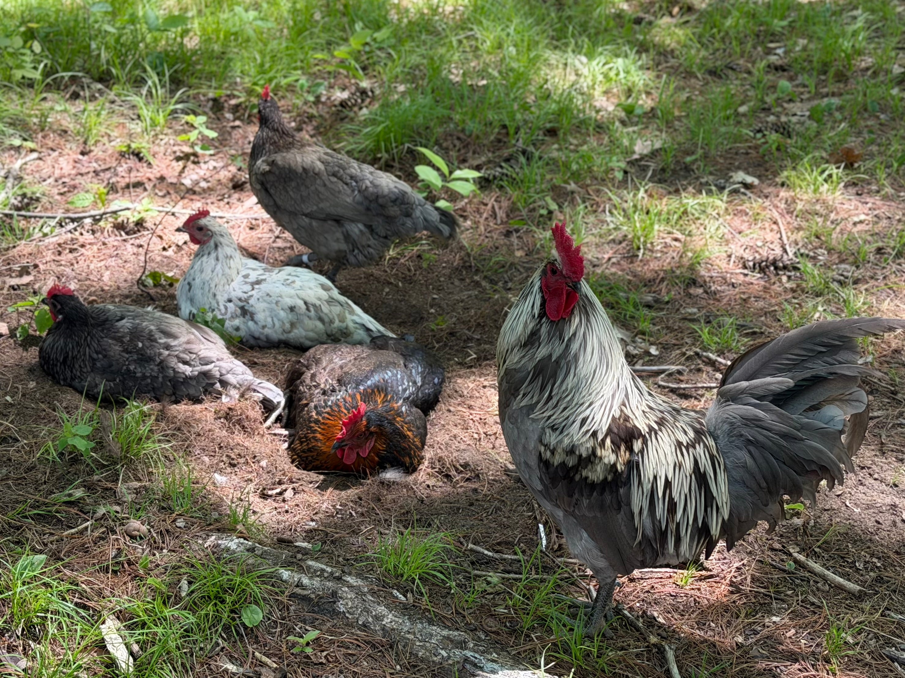 Silverudd’s Blue Hatching Eggs