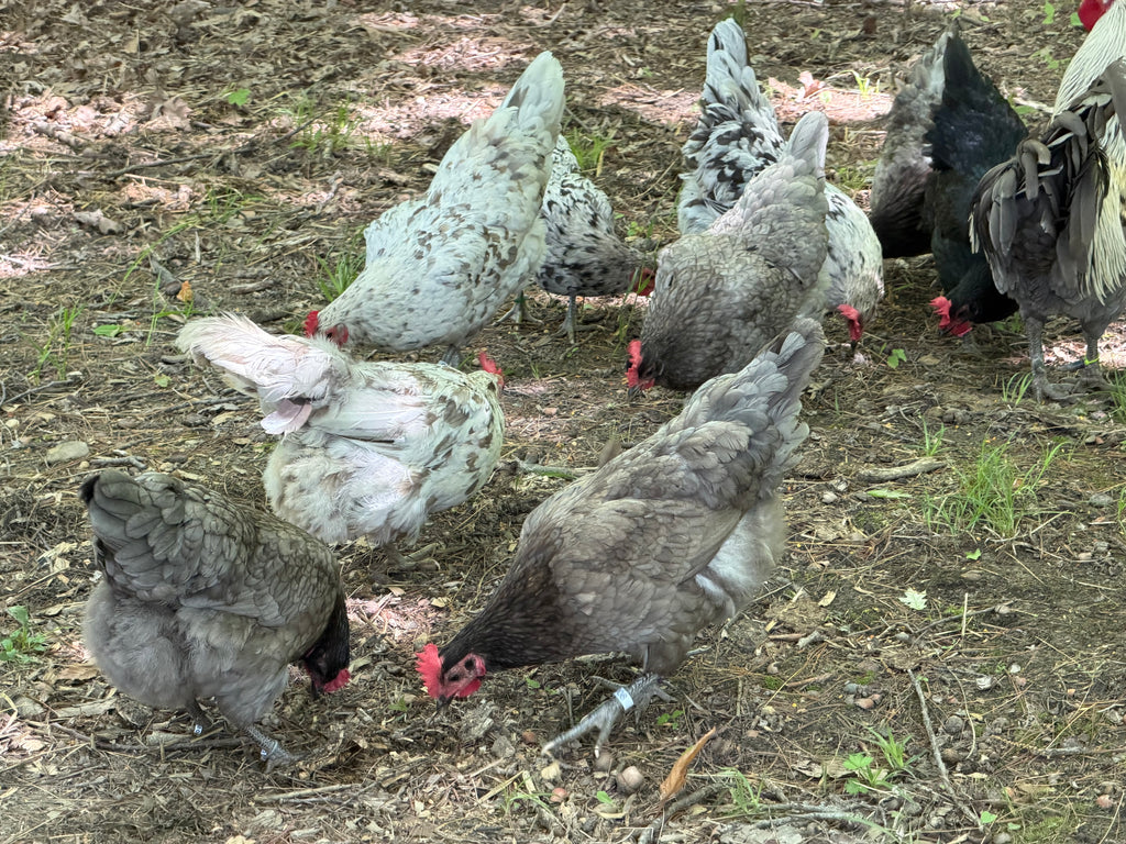 Silverudd’s Blue Hatching Eggs