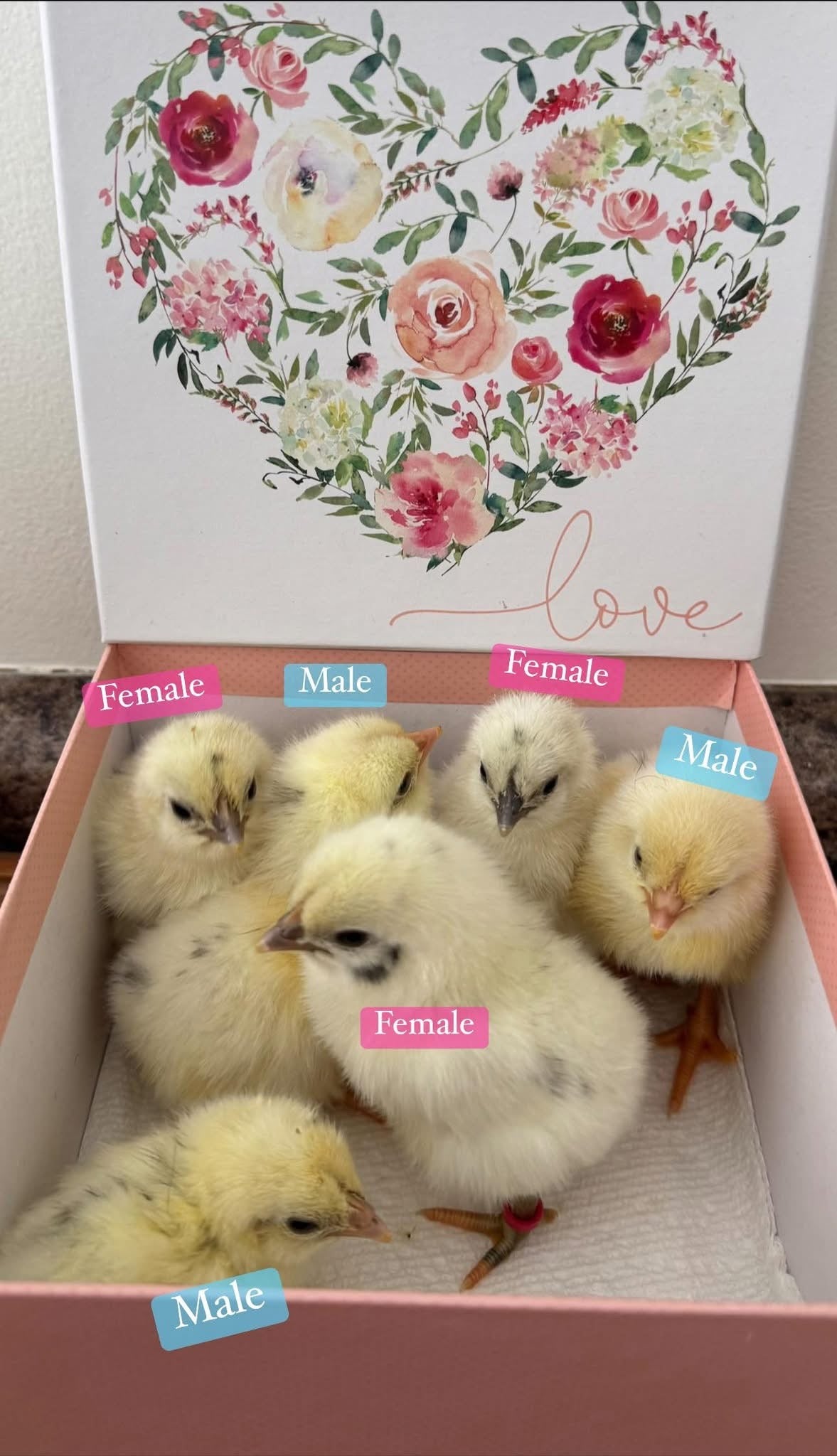 Zombie Chicks