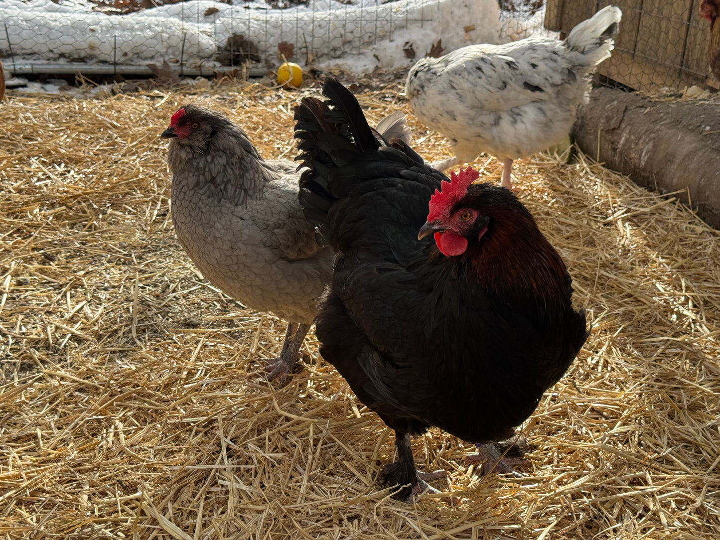 BBS Marans Chicks