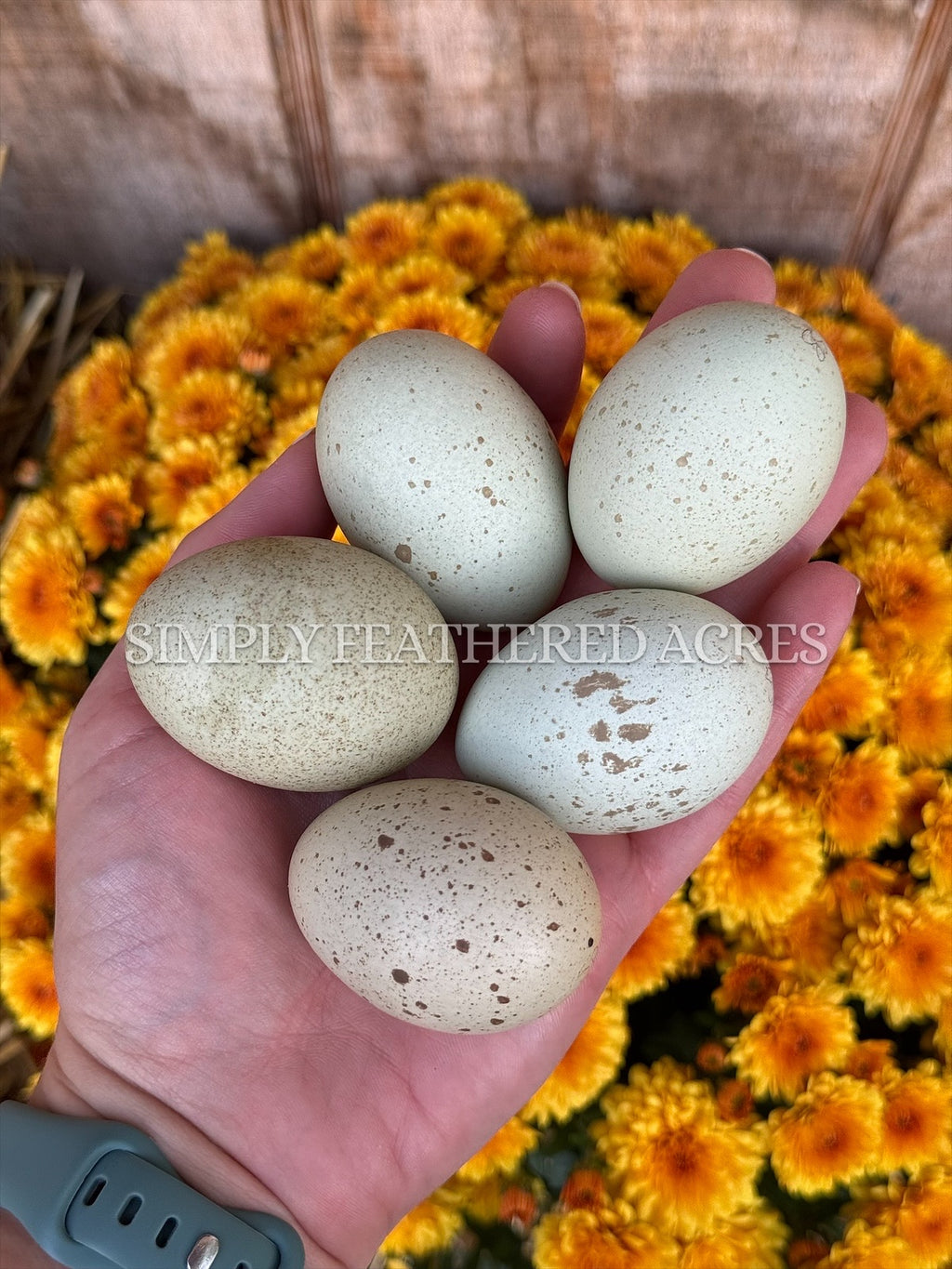 Silverudd’s Blue Hatching Eggs
