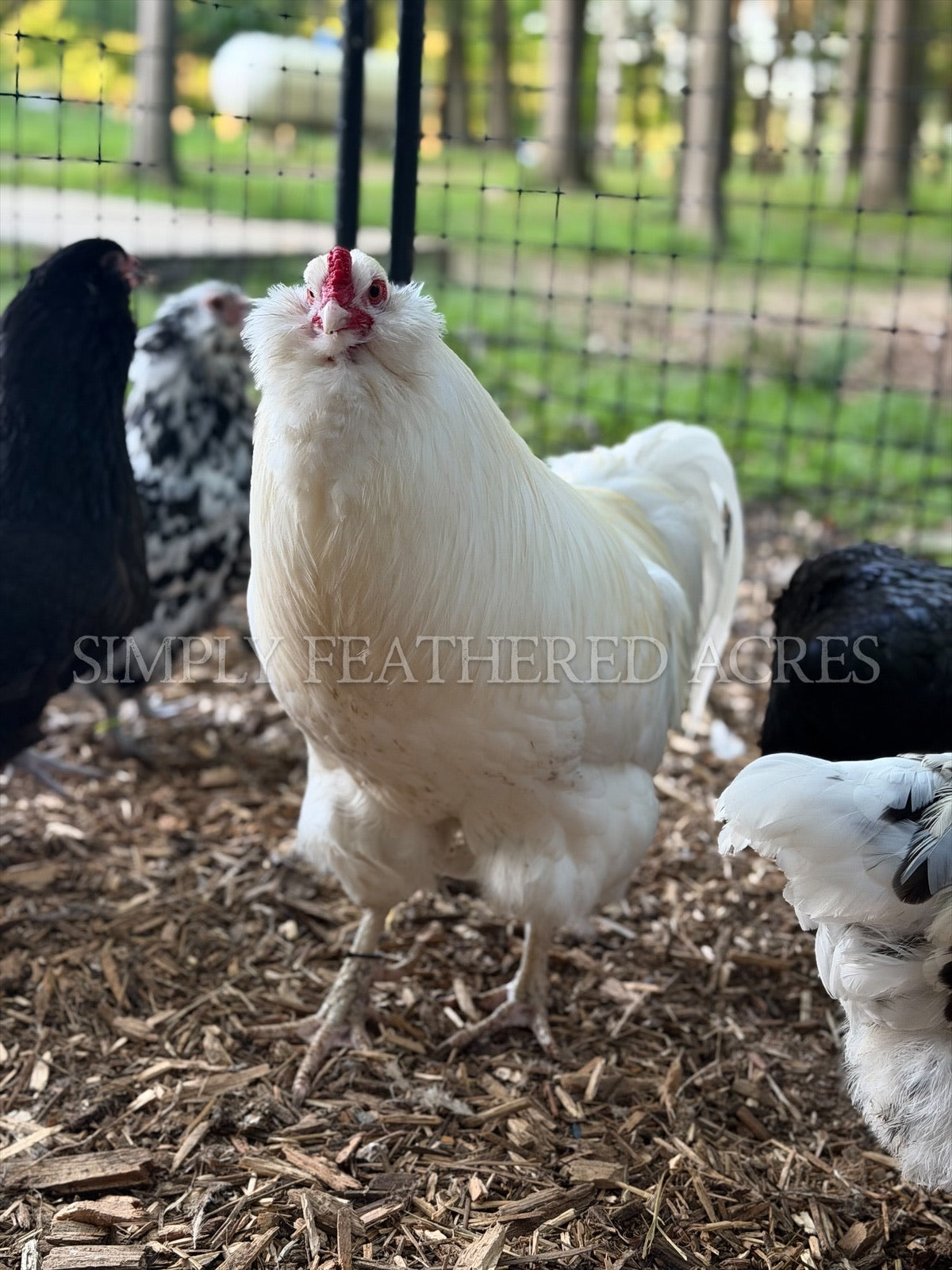 Ermine Ameraucana Hatching Eggs