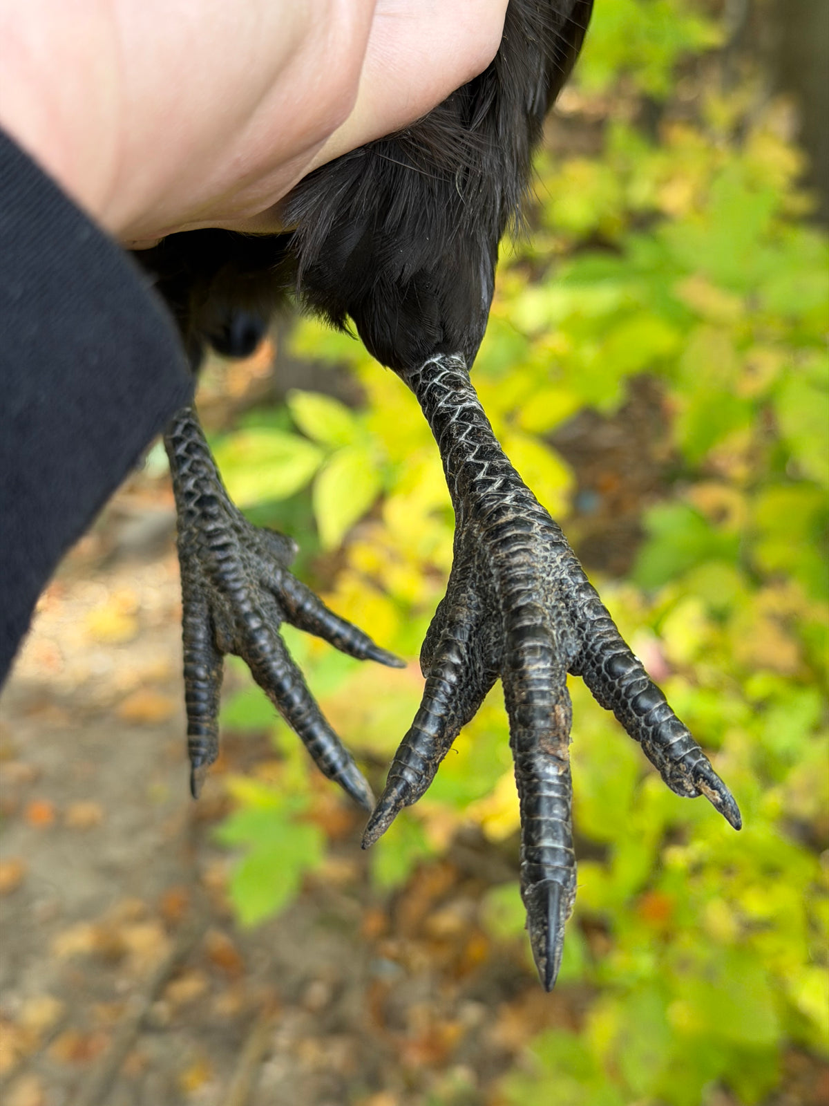 Ayam Cemani Pullet