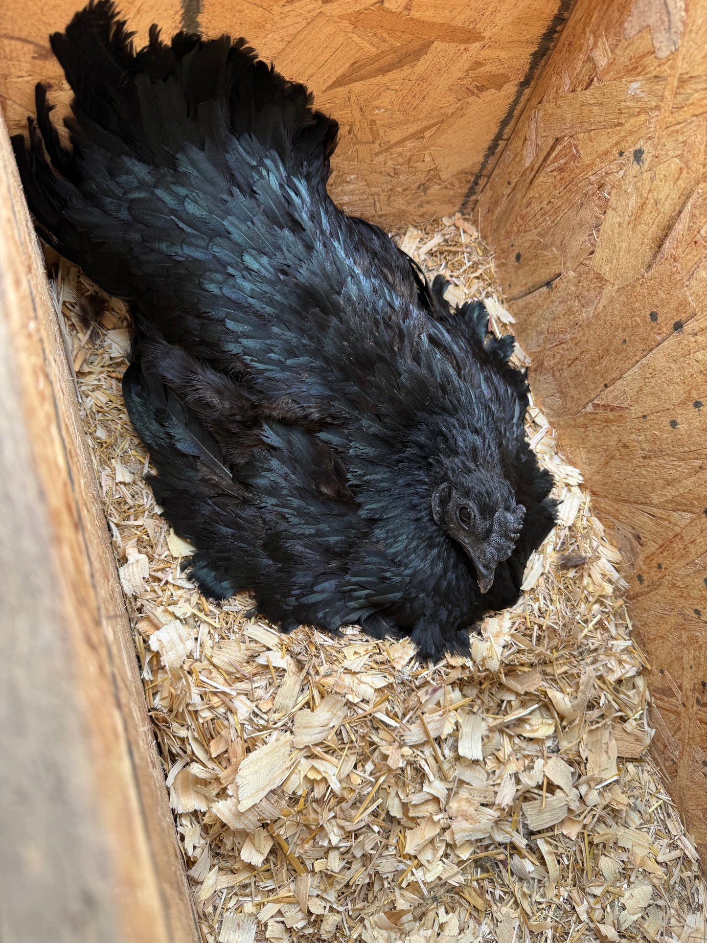 Ayam Cemani Hatching Eggs