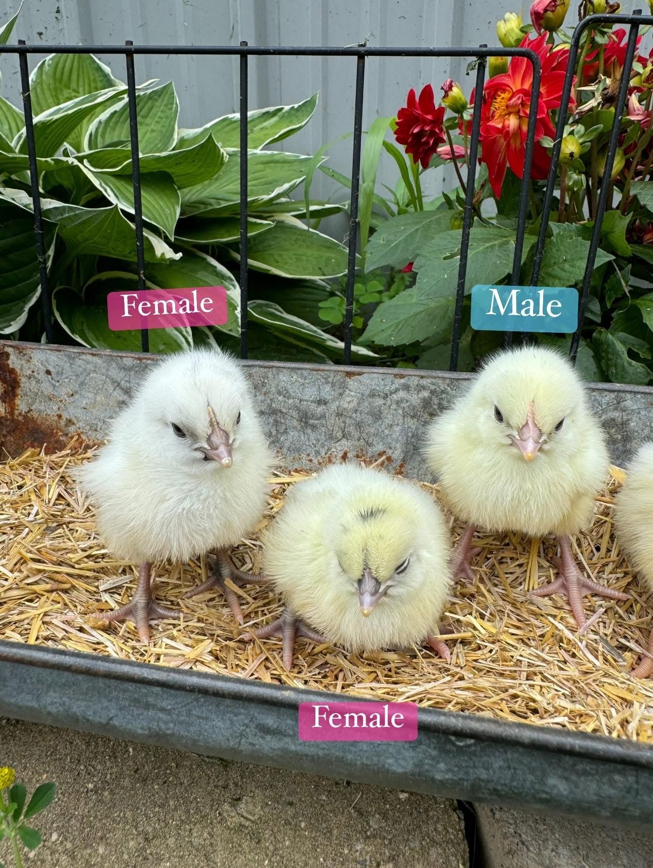 Zombie Chicks