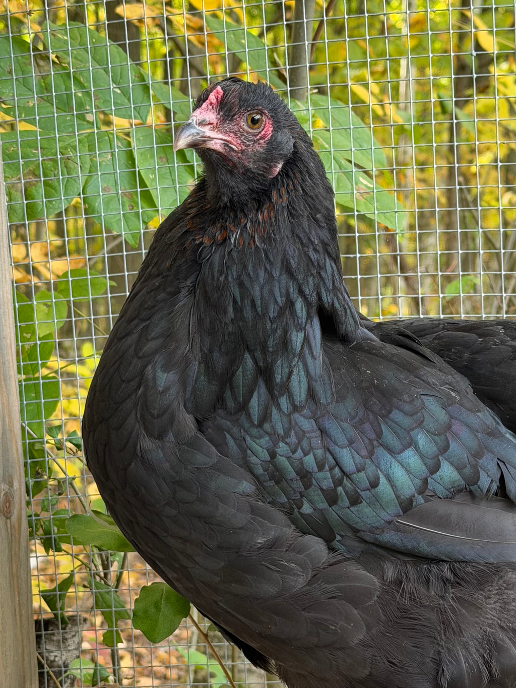 Mocha Egger Pullet