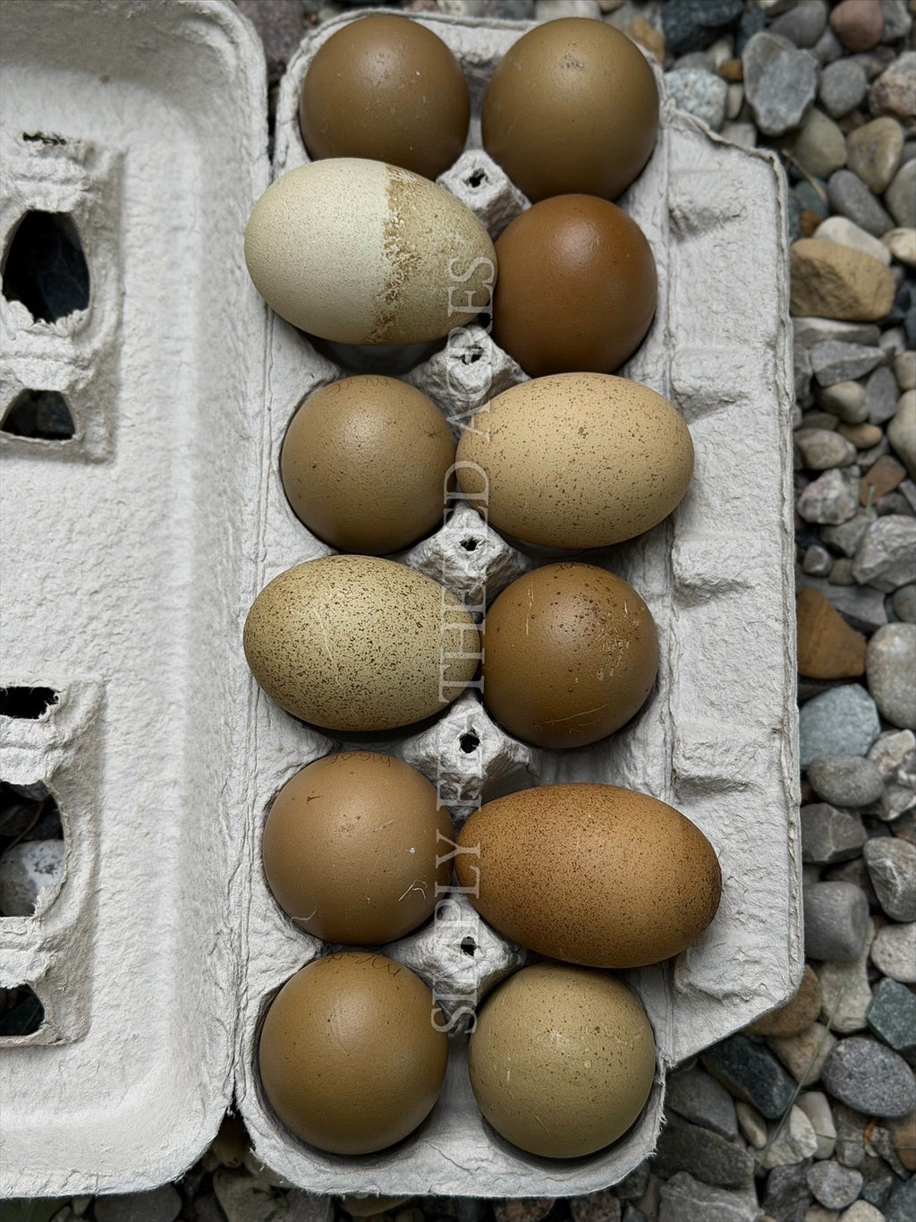 Olive Hatching Eggs
