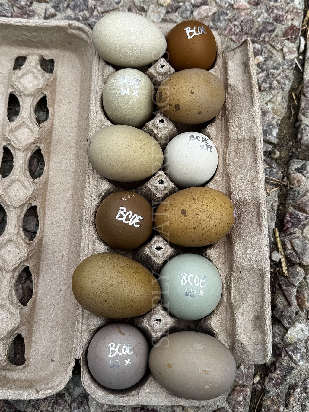 Olive Hatching Eggs