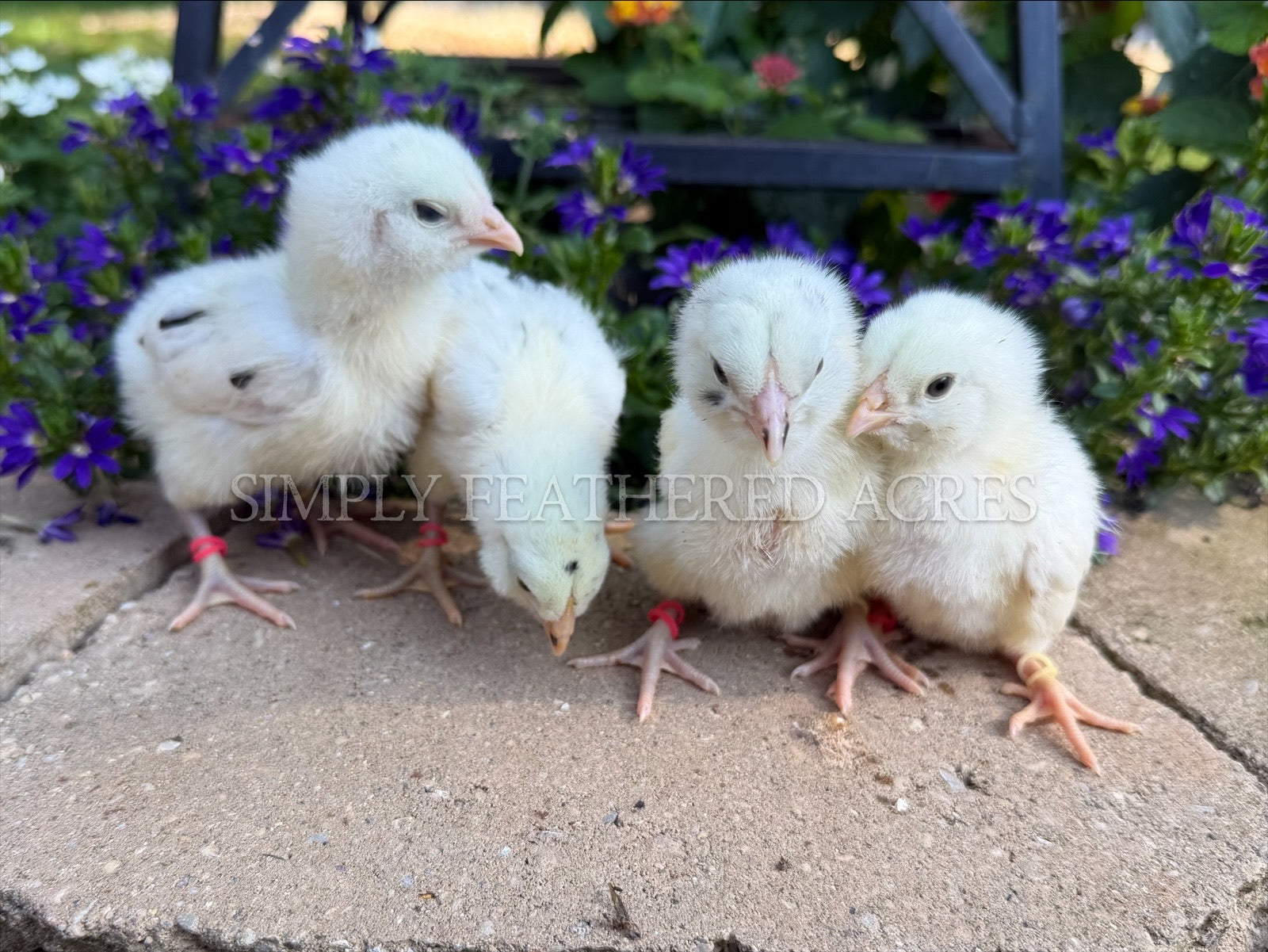 Ermine/Dominant White Ameraucana Chicks