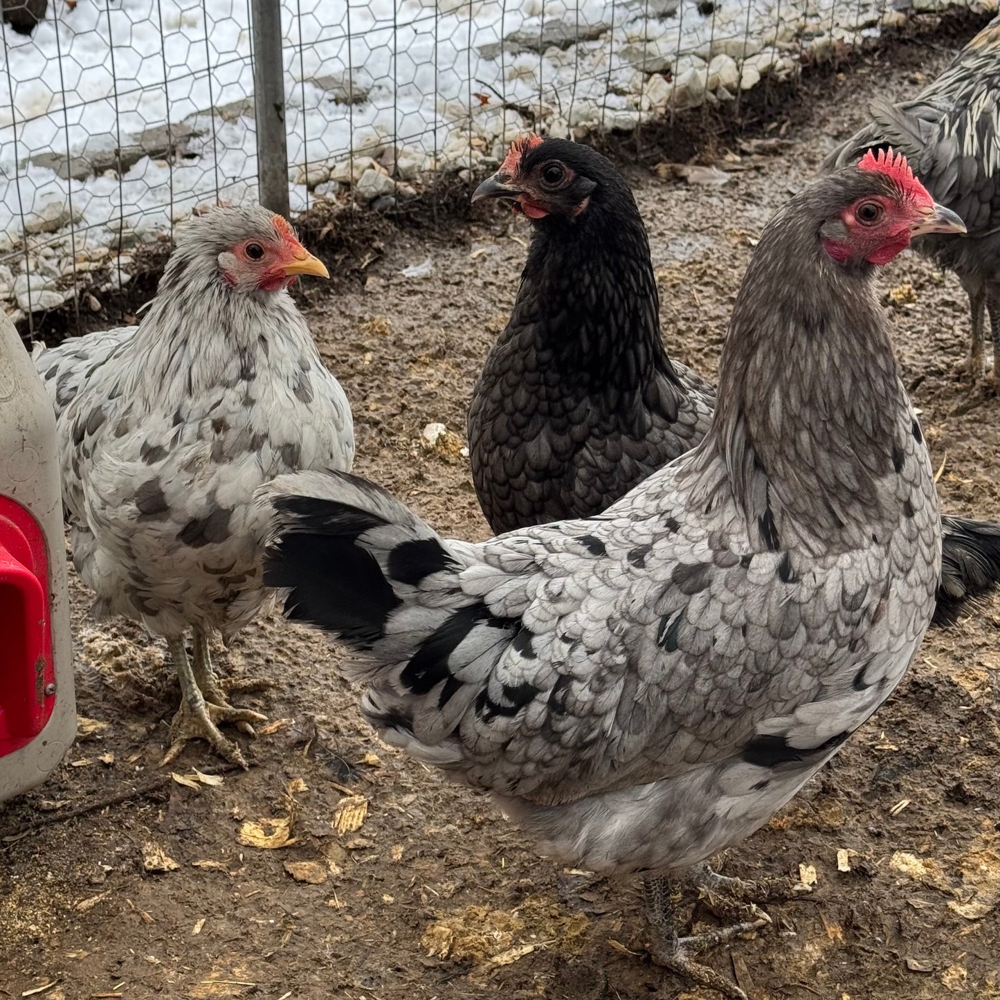 Silverudds Blue Hatching Eggs