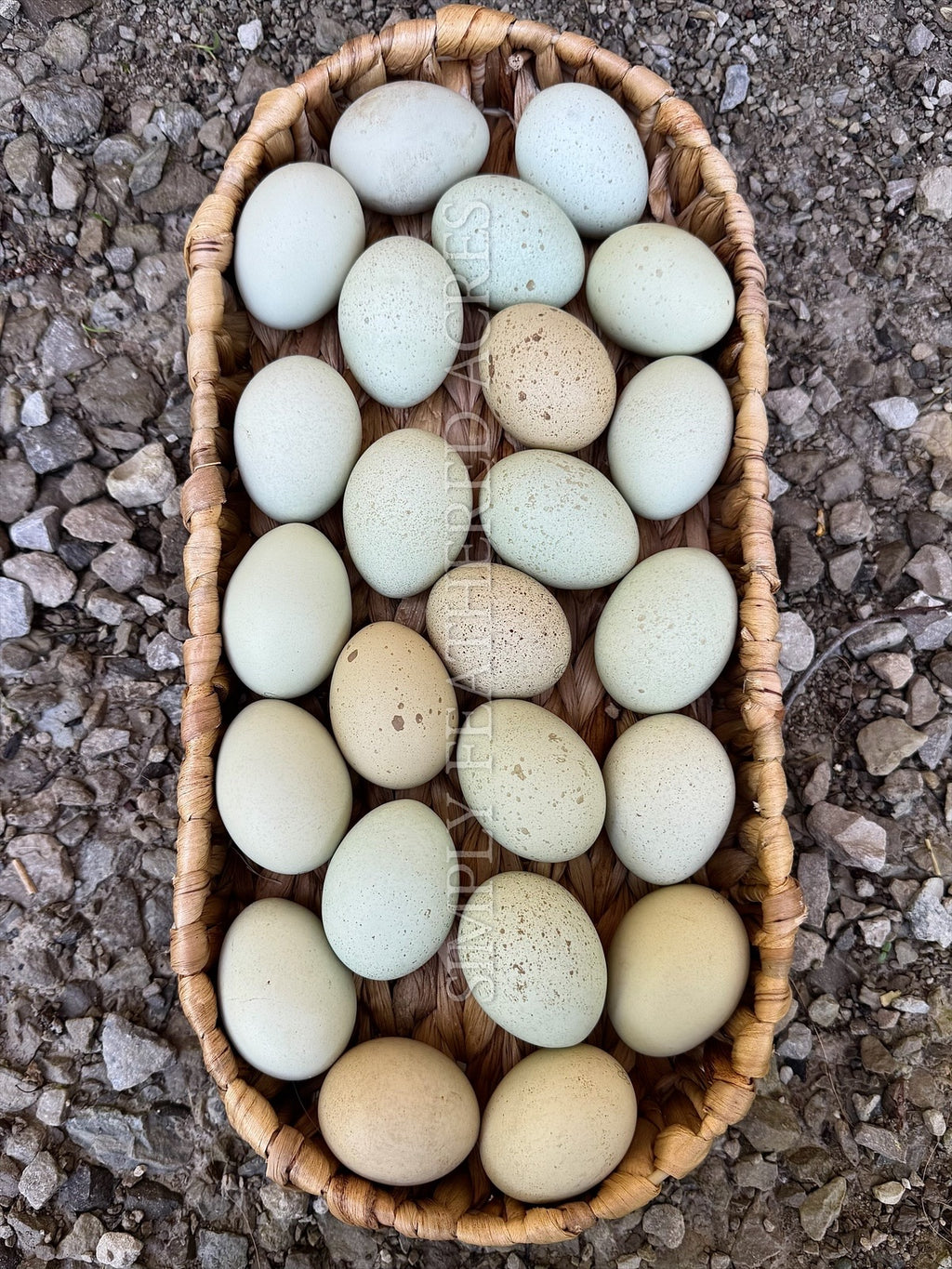 Silverudd’s Blue Hatching Eggs