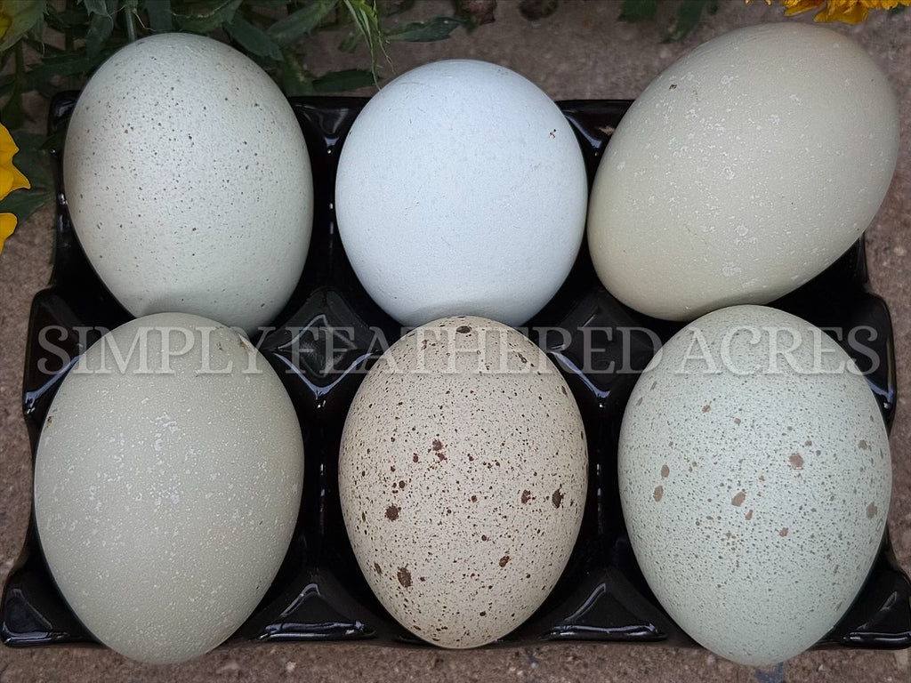 Silverudd’s Blue Hatching Eggs