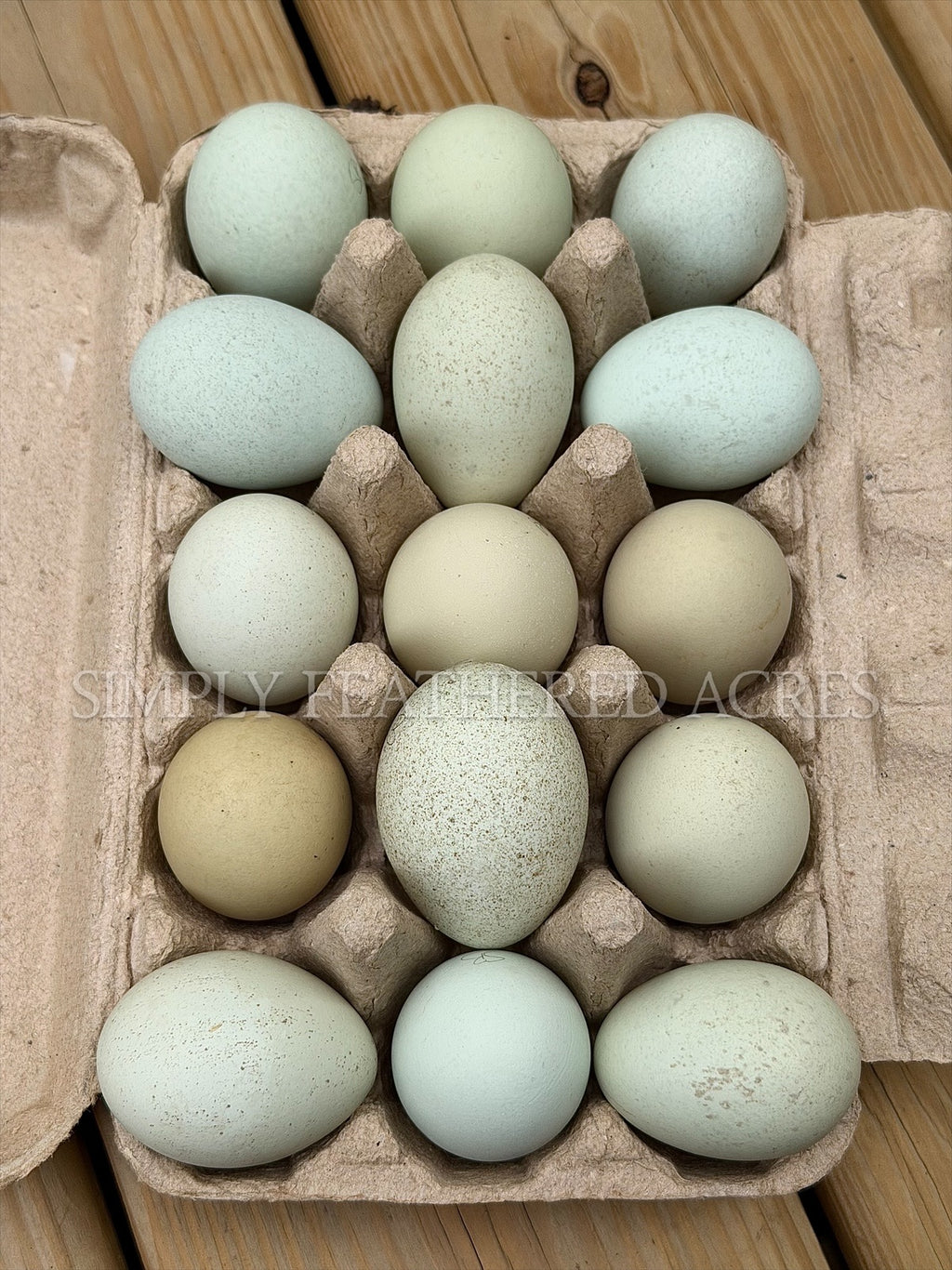 Silverudd’s Blue Hatching Eggs