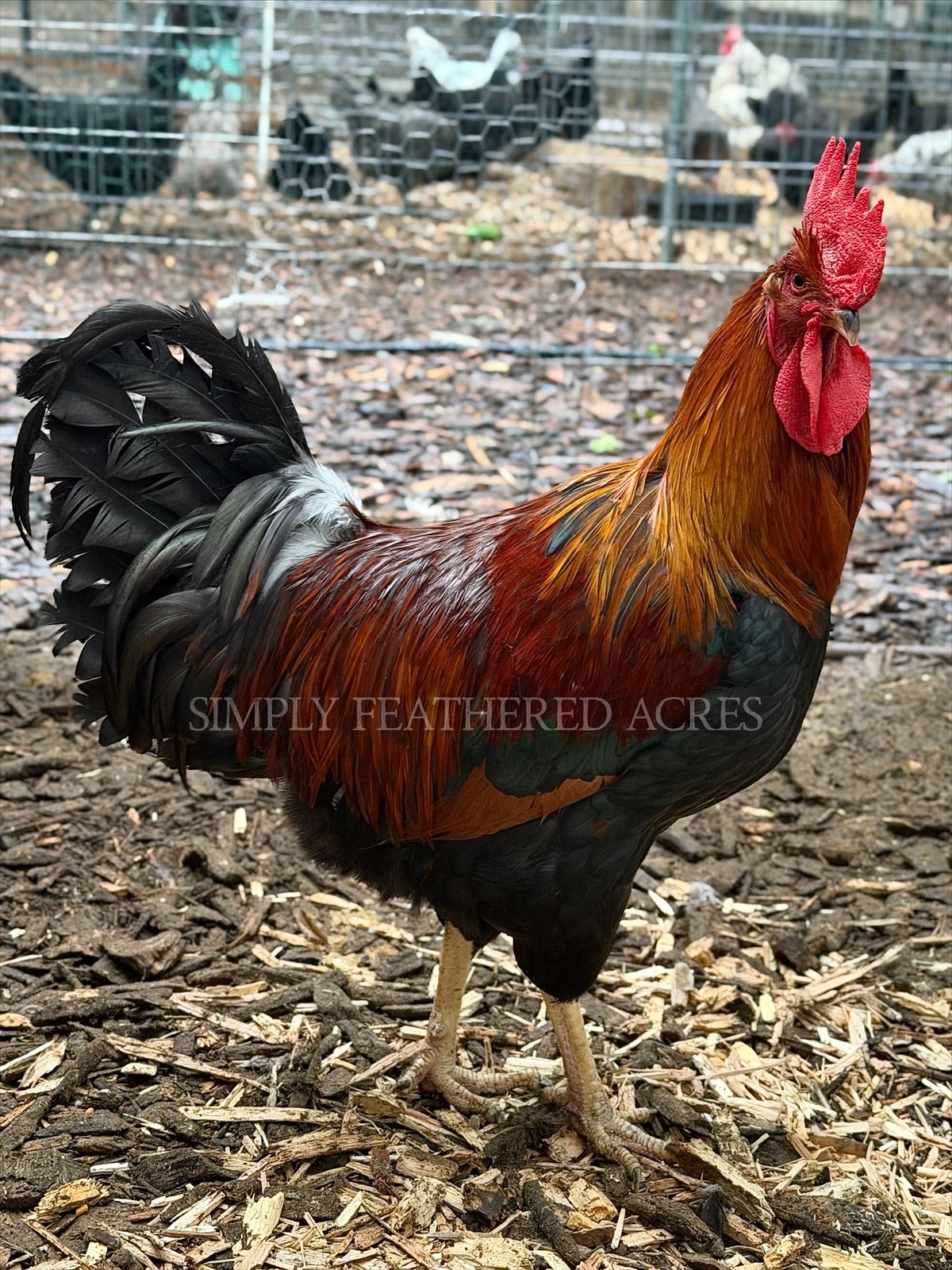 Welsummer Hatching Eggs