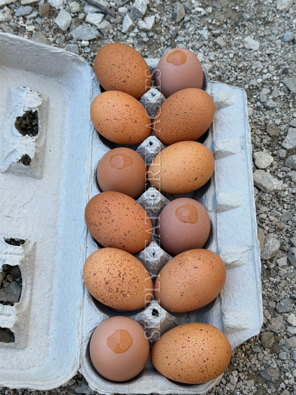Welsummer Hatching Eggs
