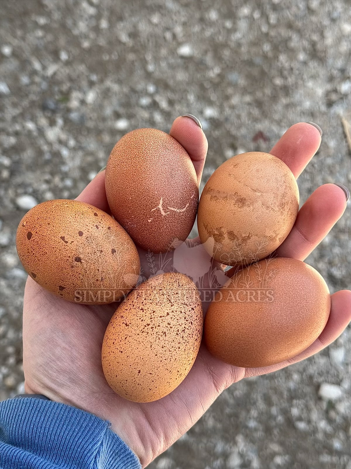 Welsummer Hatching Eggs