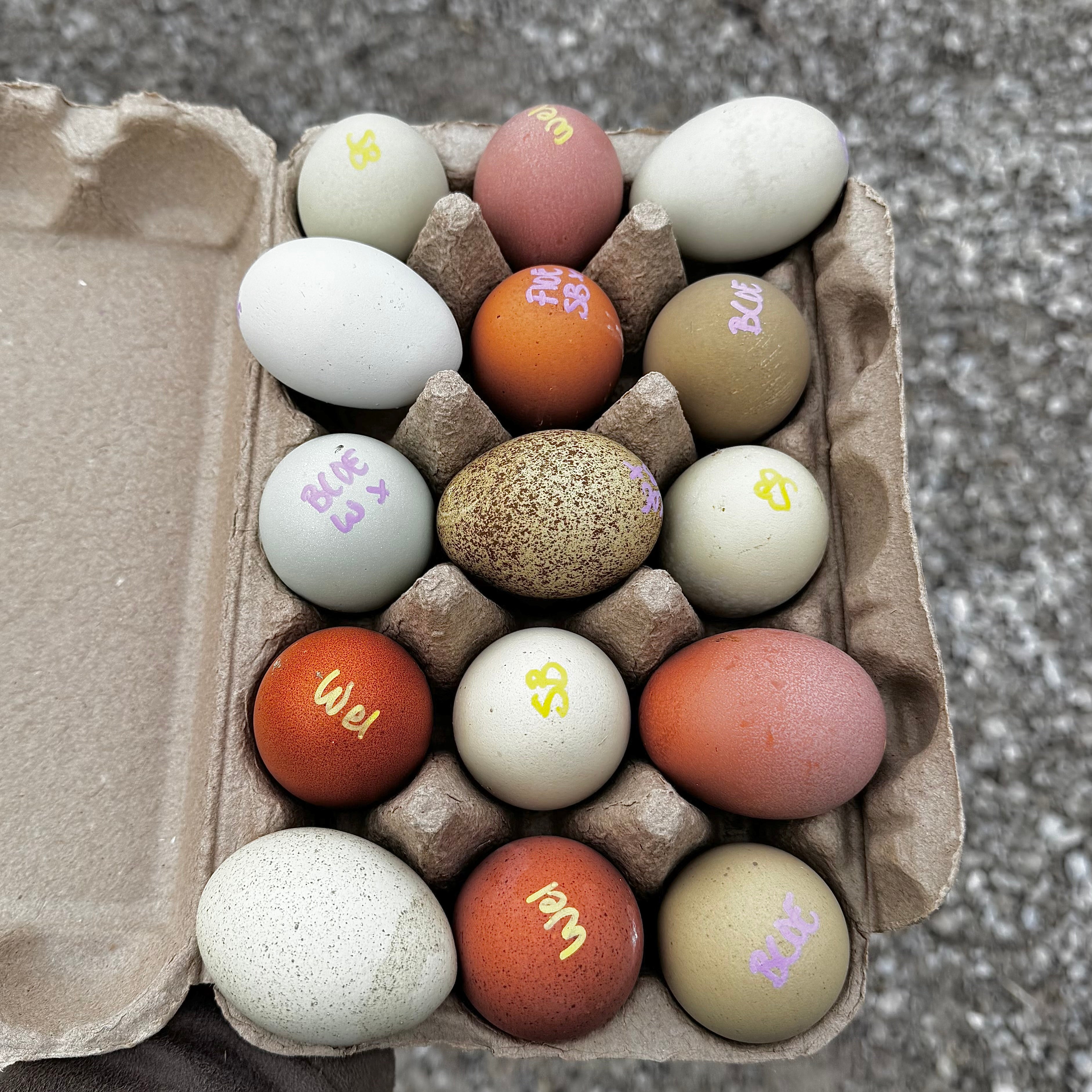 Speckles & Blooms Hatching Eggs