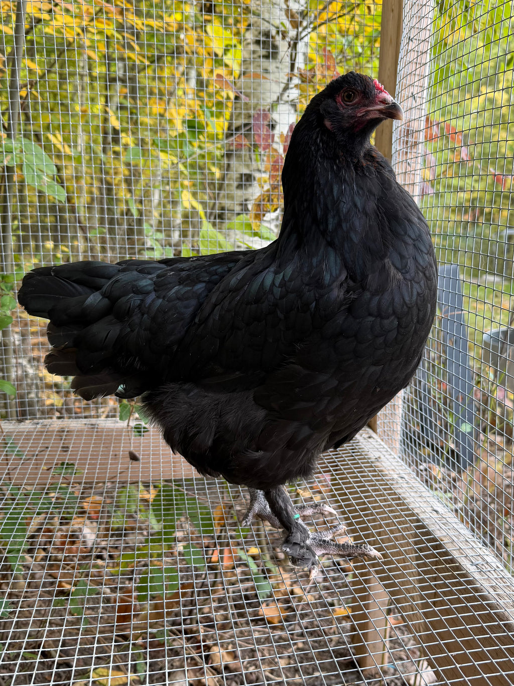 Mocha Egger Pullet