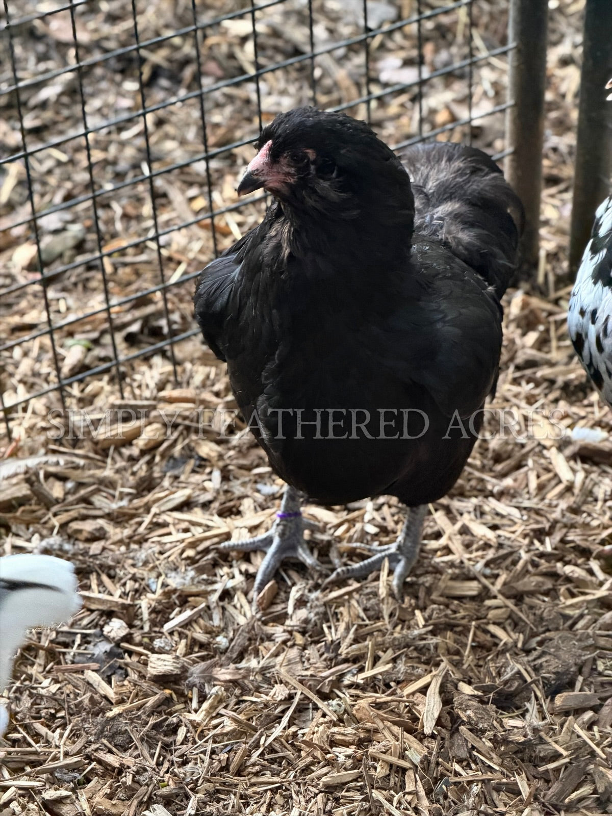 Ermine Ameraucana Hatching Eggs