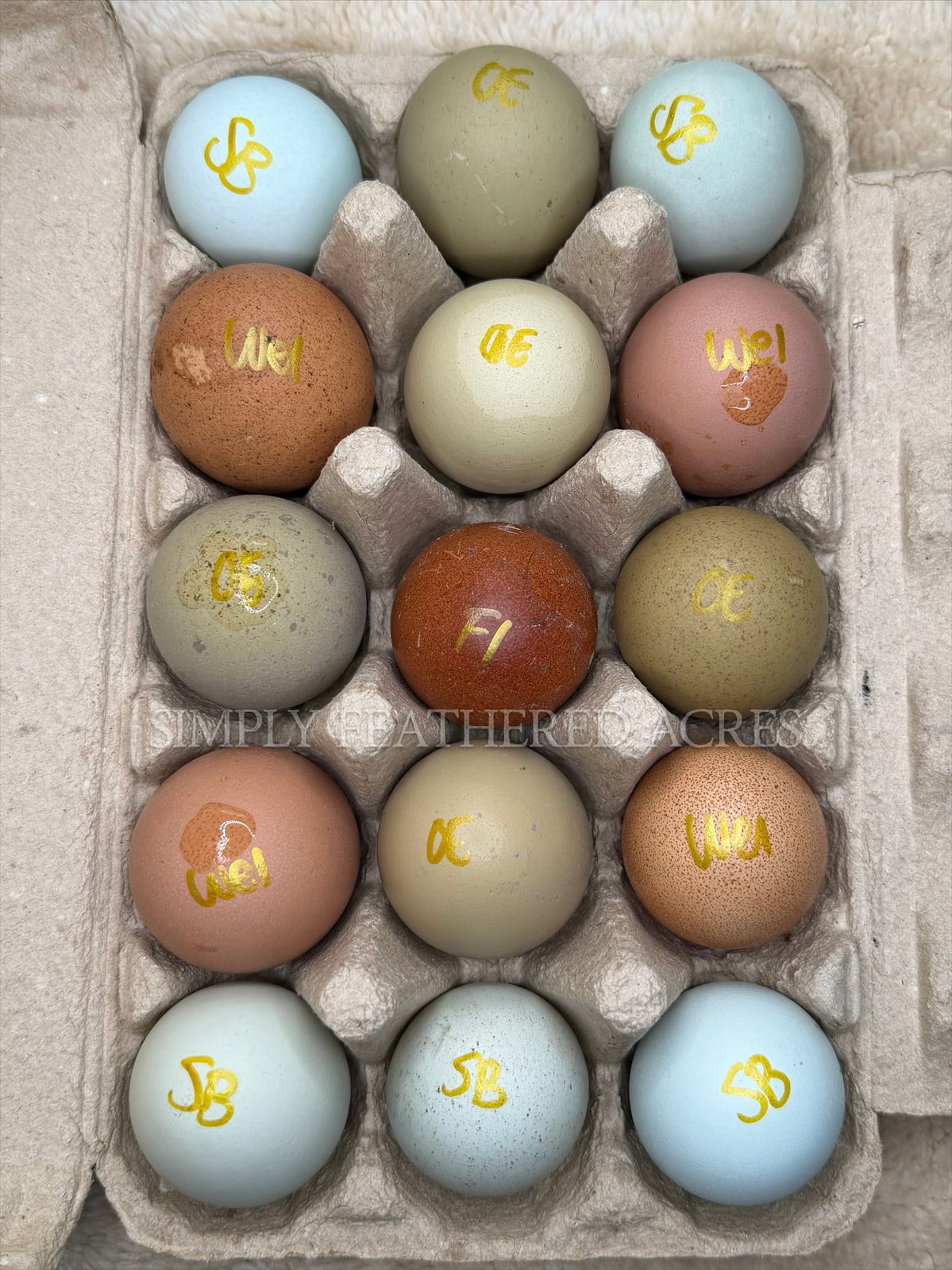Speckles & Blooms Hatching Eggs