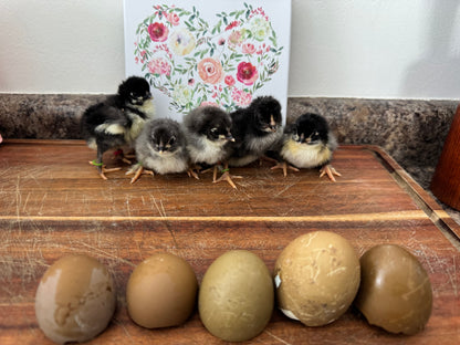 Olive Hatching Eggs