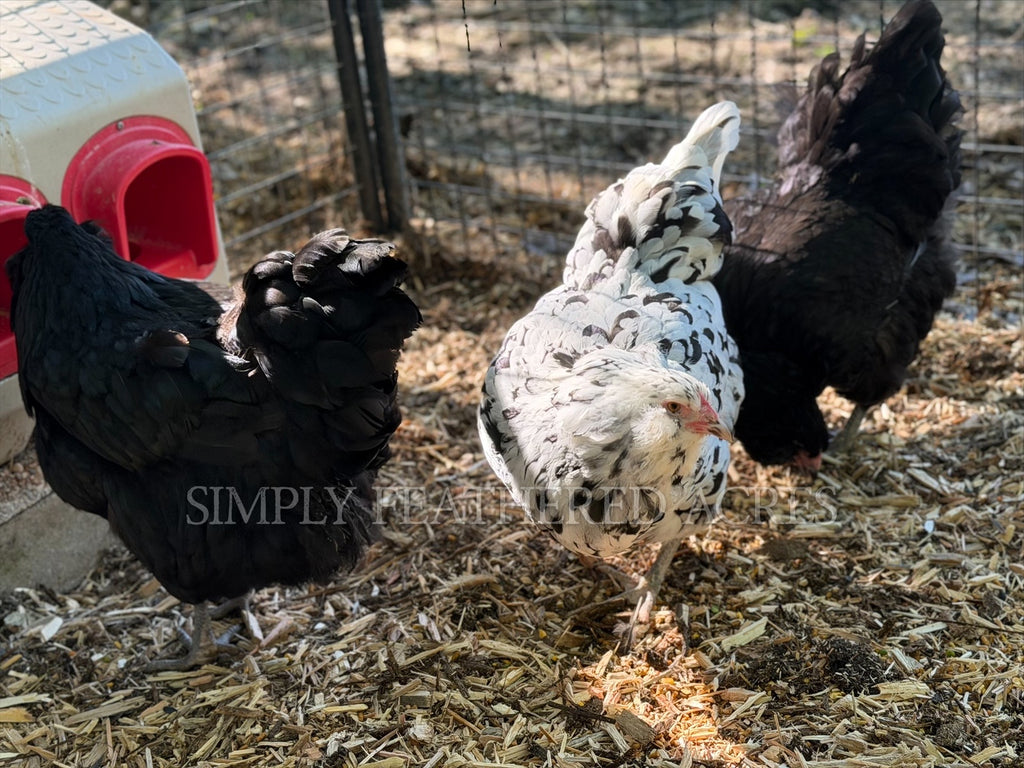 Ermine/Dominant White Ameraucana Chicks