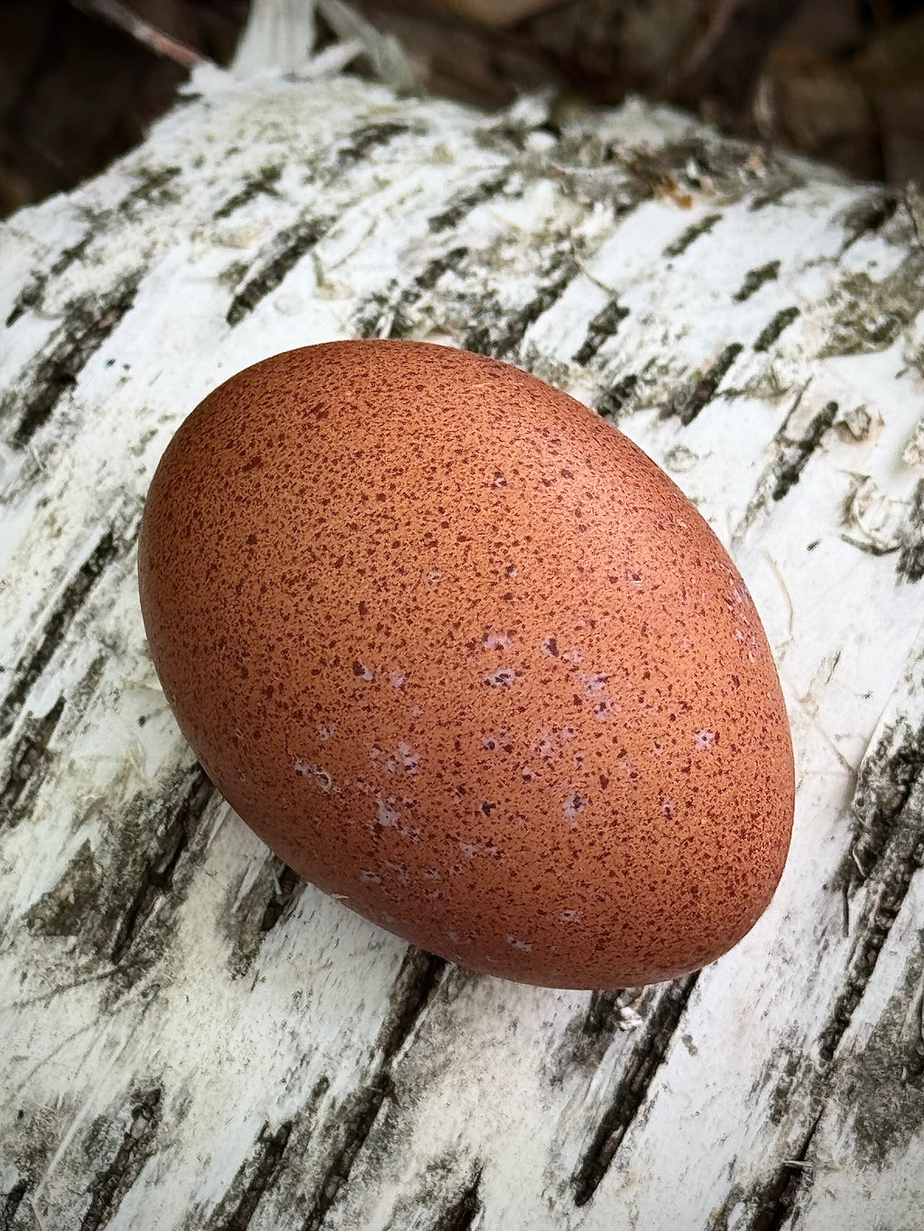 Welsummer Hatching Eggs