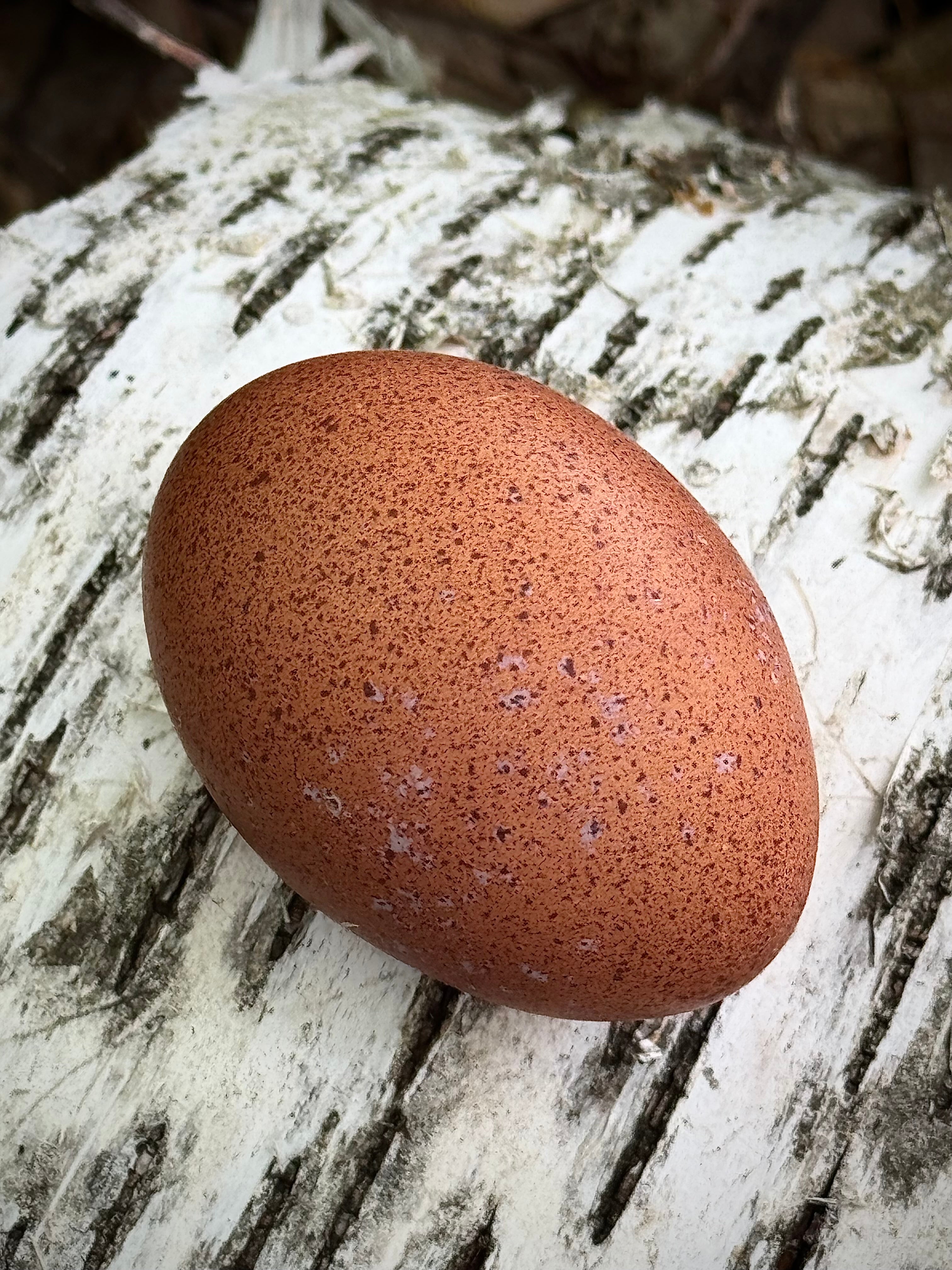 Welsummer Hatching Eggs