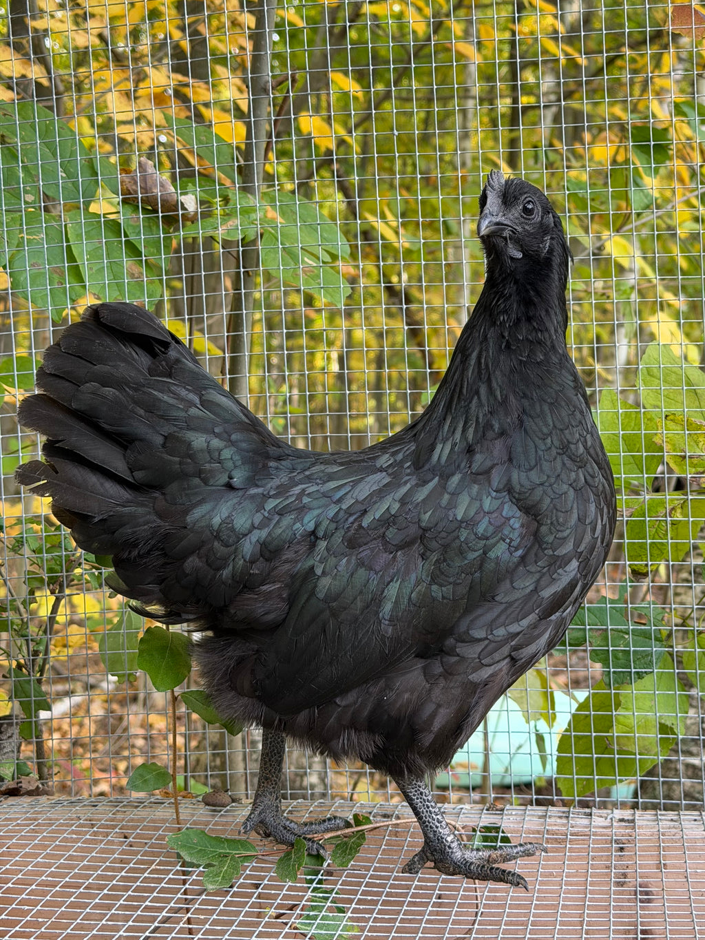 Ayam Cemani Pullet