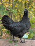 Ayam Cemani Pullet