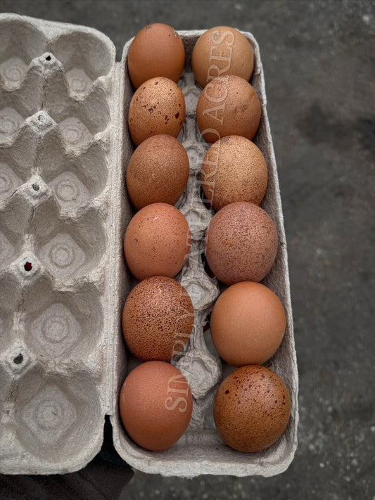 Welsummer Hatching Eggs