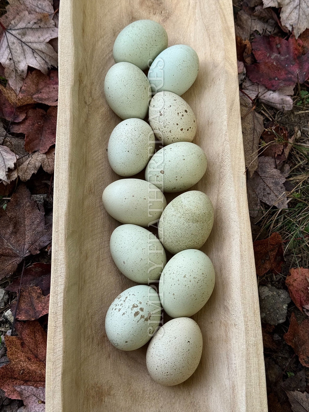 Silverudd’s Blue Hatching Eggs