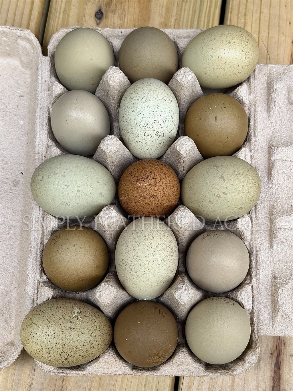 Olive Hatching Eggs