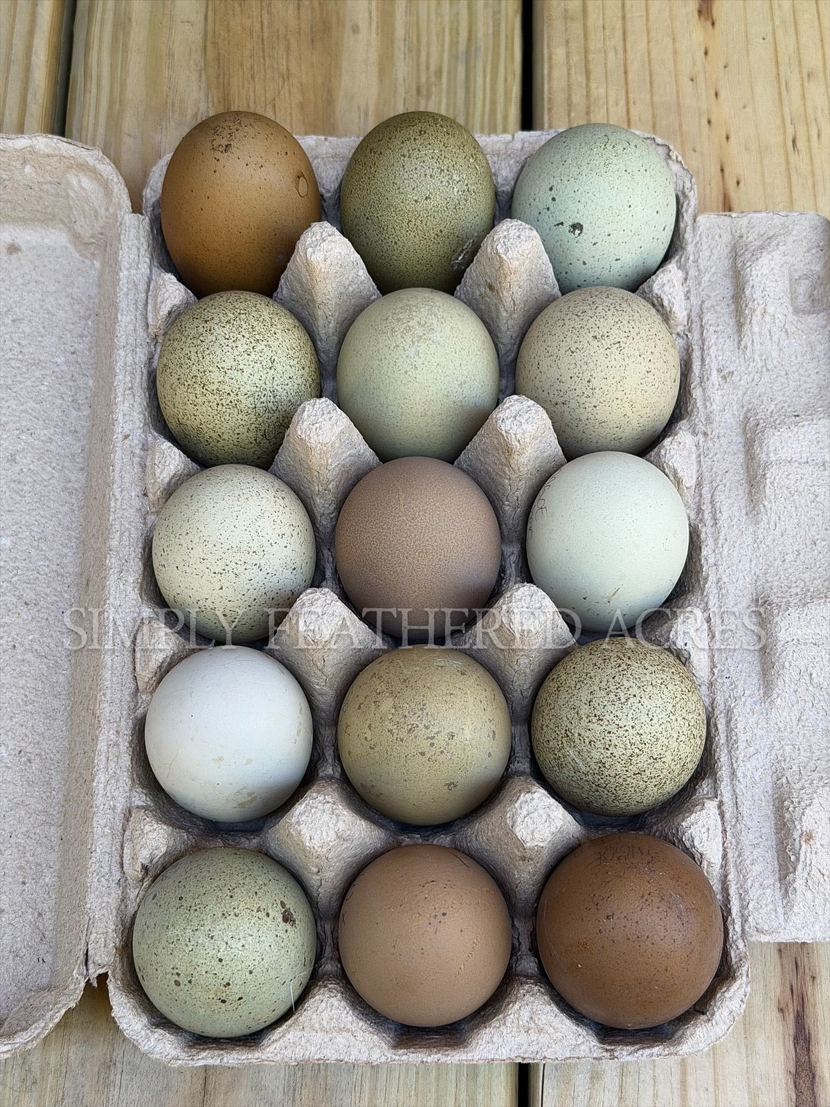 Olive Hatching Eggs