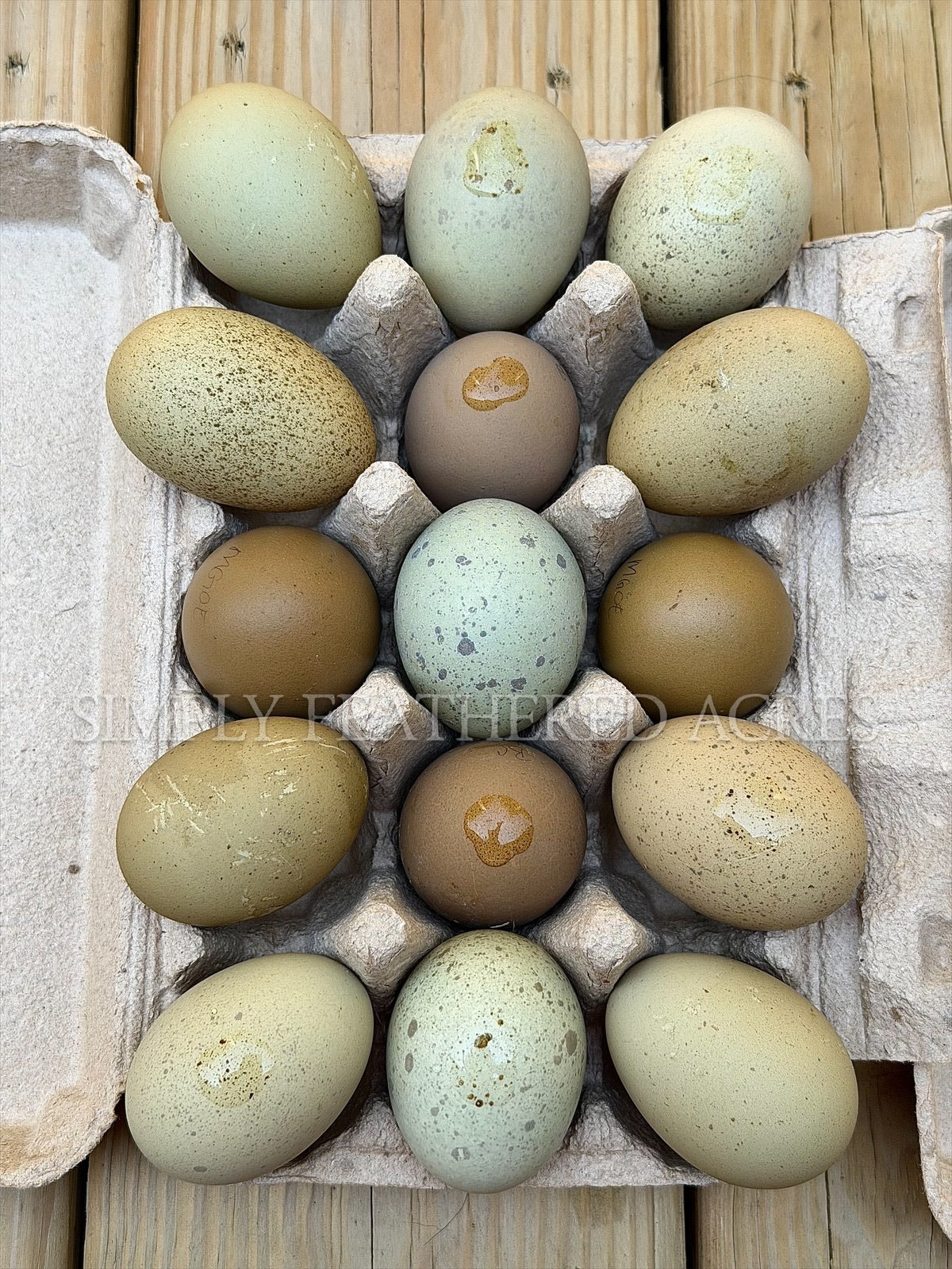 Olive Hatching Eggs